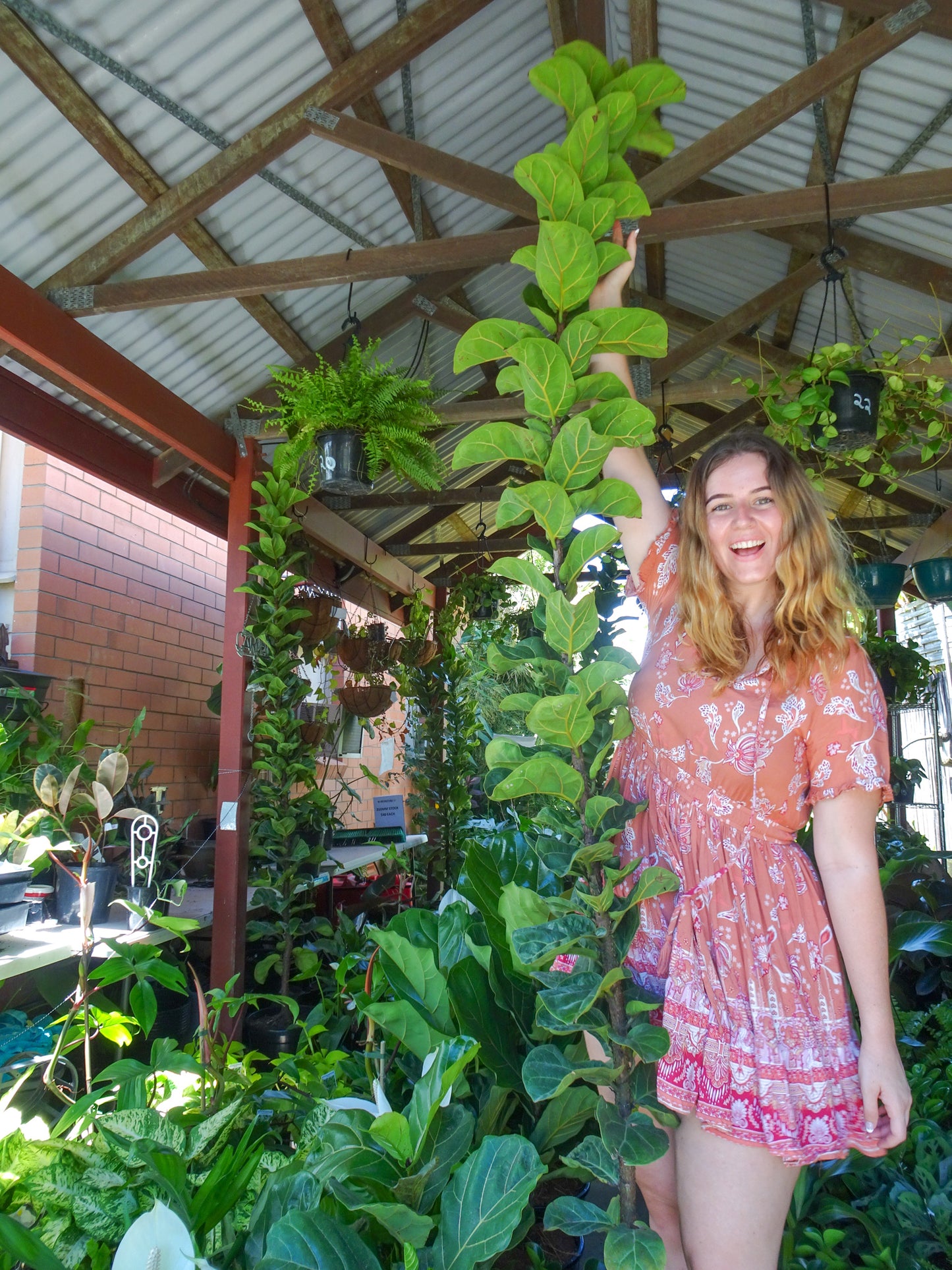 XXXL Fiddle Leaf Fig Bambino