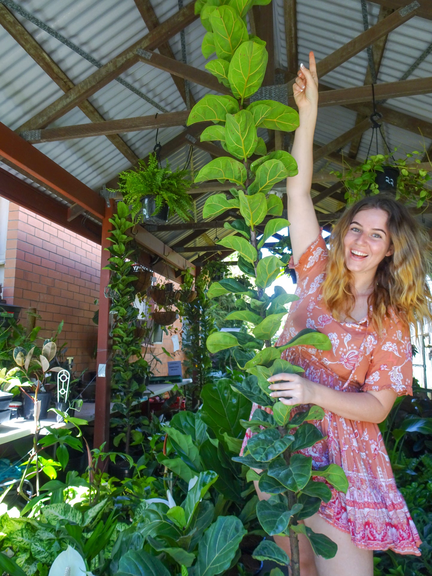 XXXL Fiddle Leaf Fig Bambino