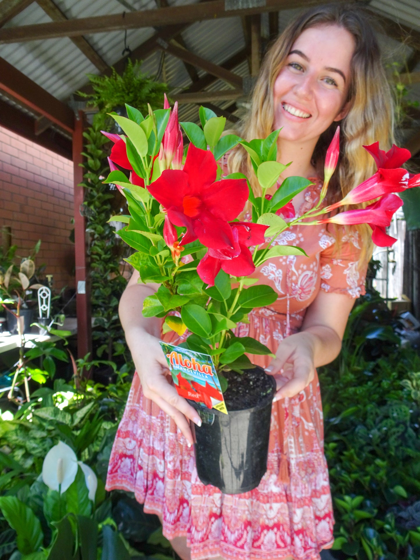Mandevilla Aloha Red