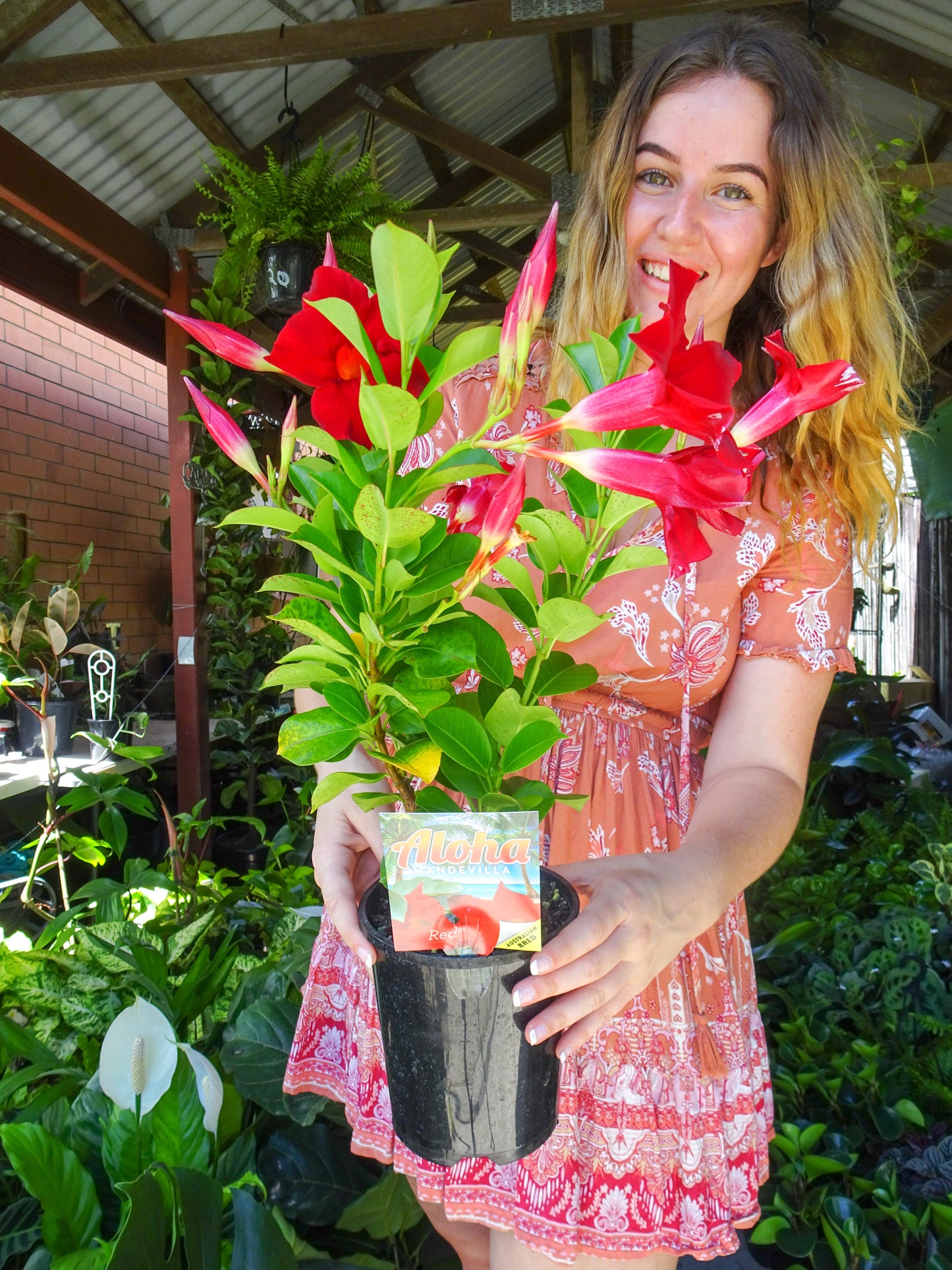 Mandevilla Aloha Red