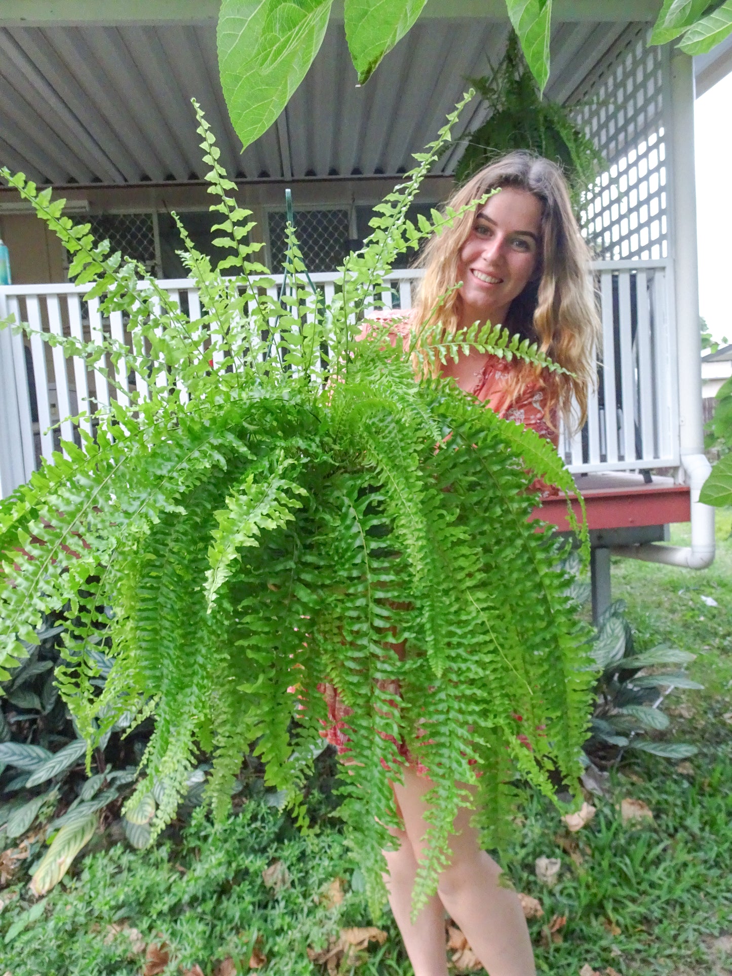 Giant Nephorlepis Ferns