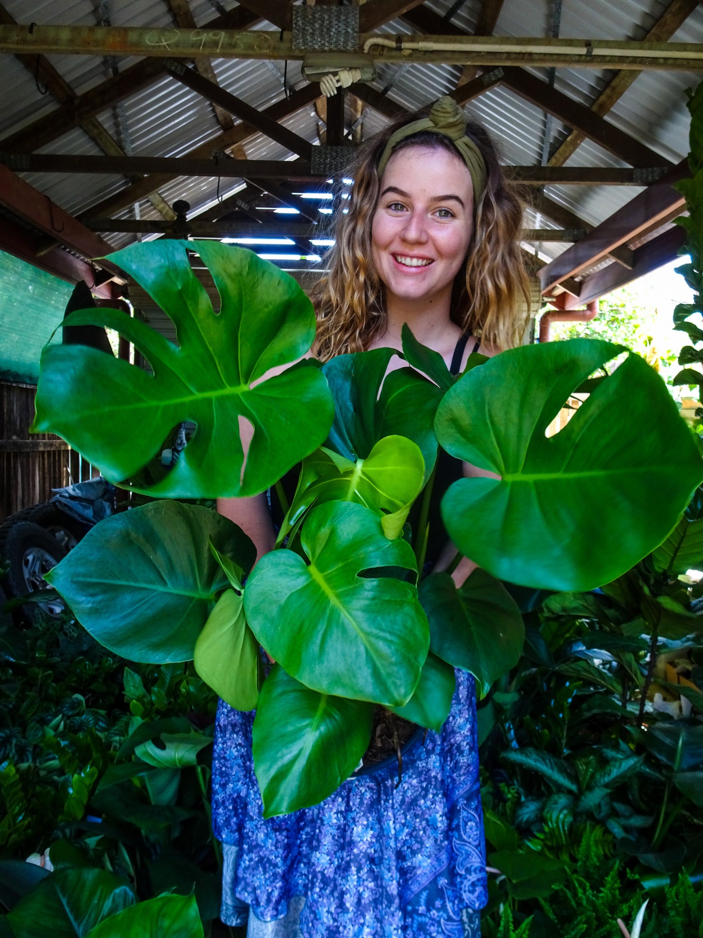 Monstera Deliciosa