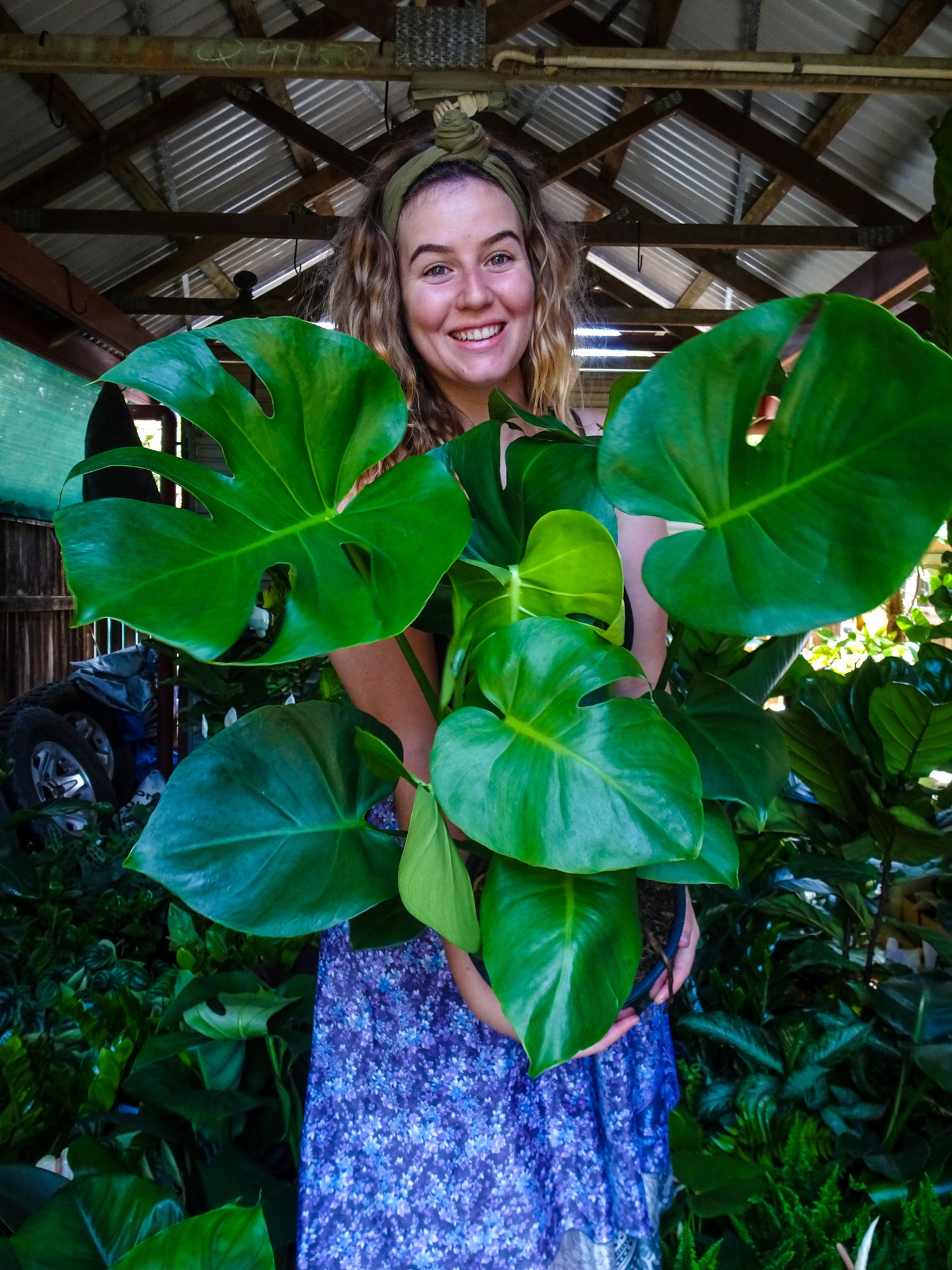 Monstera Deliciosa