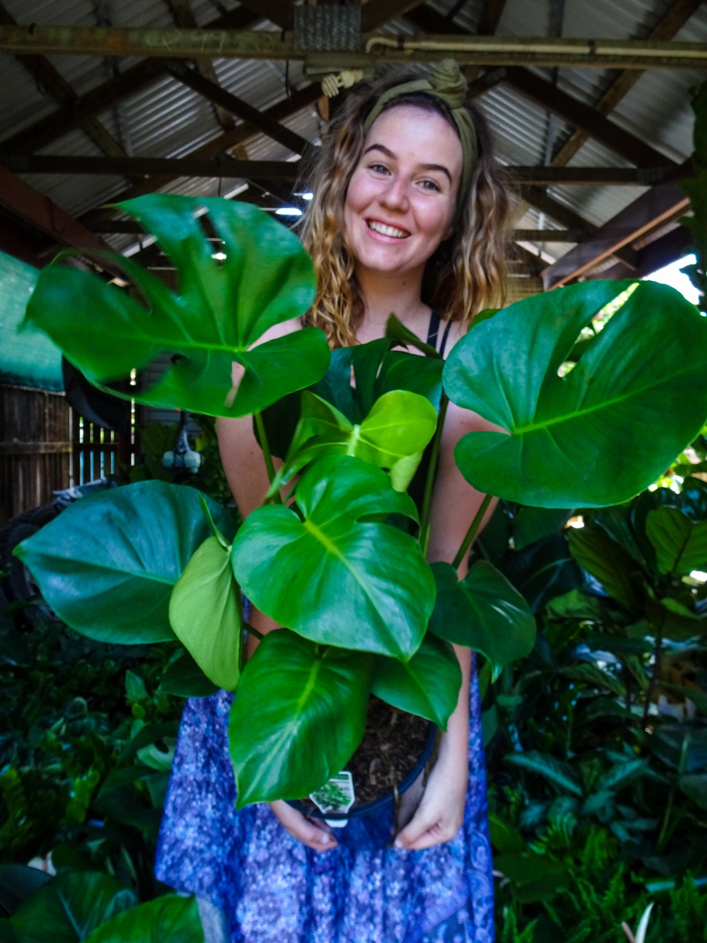 Monstera Deliciosa