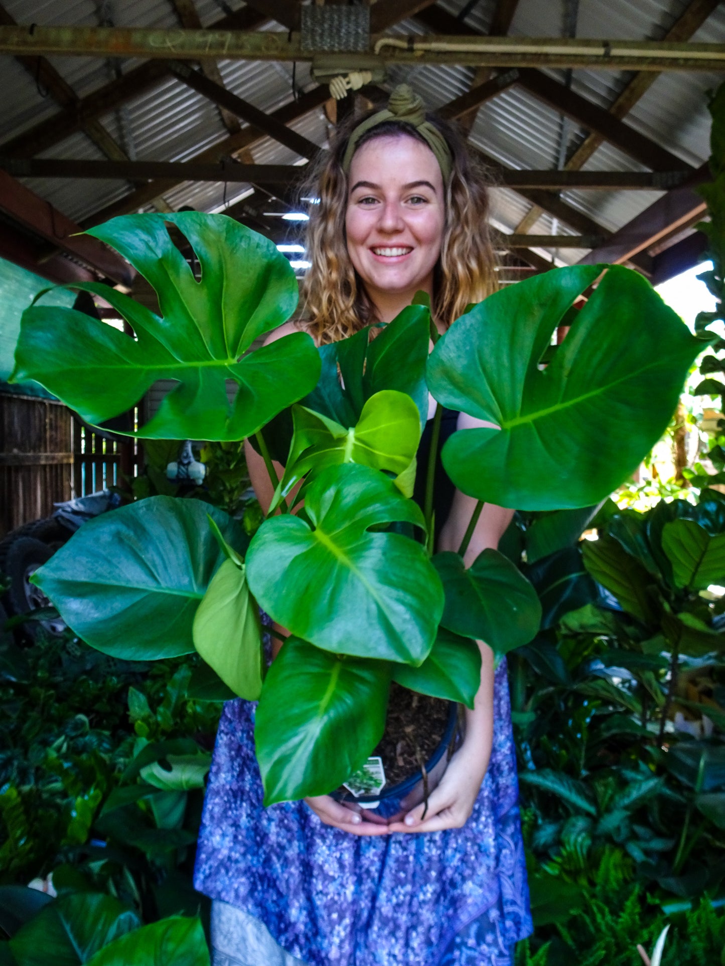Monstera Deliciosa