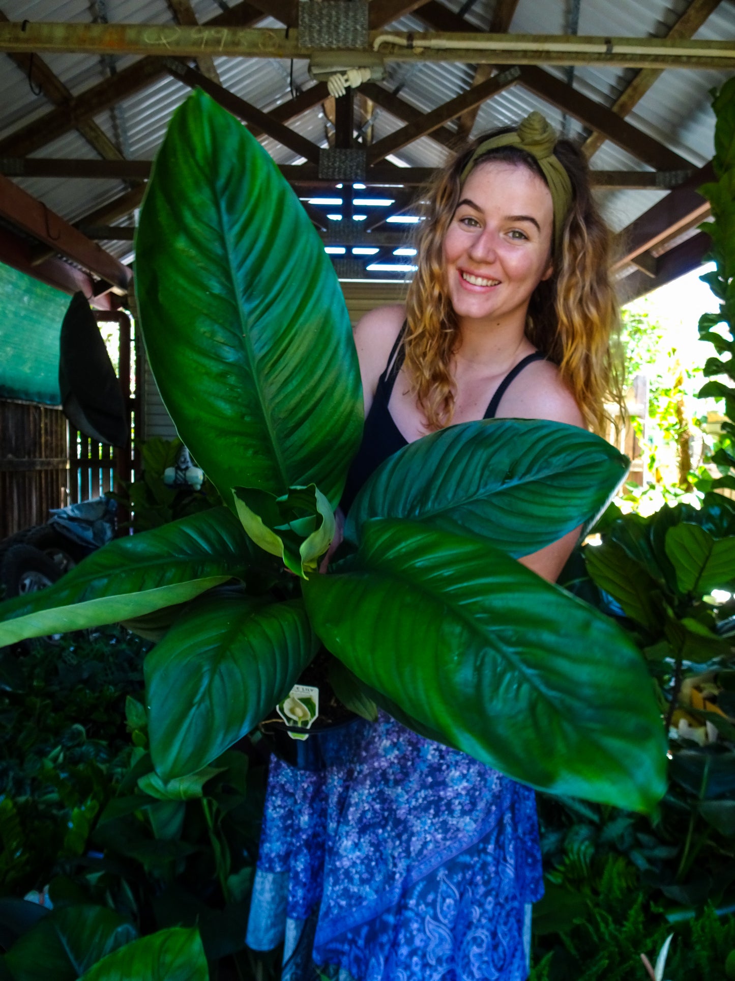 Spathiphyllum Sensation Peace Lily