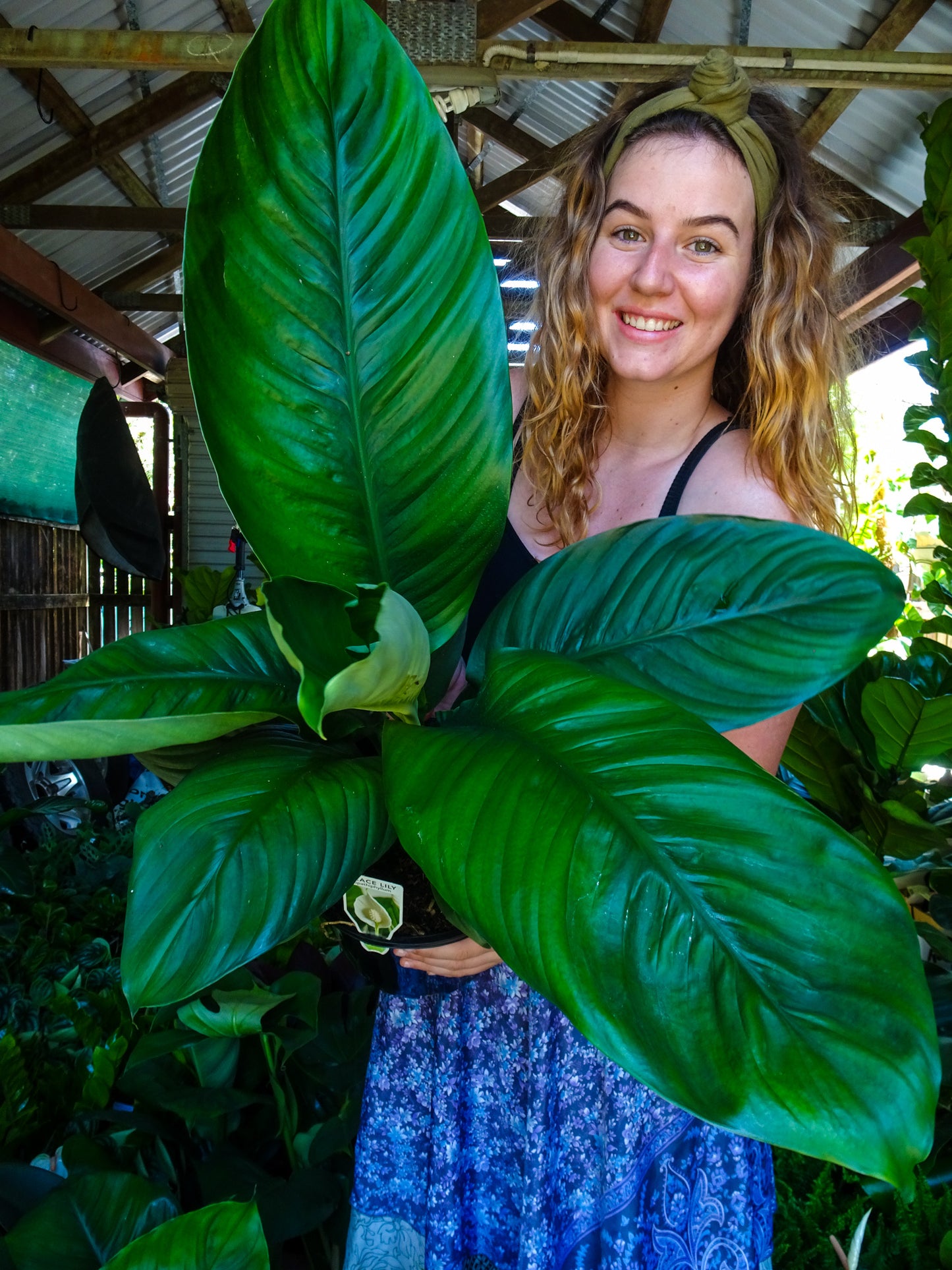 Spathiphyllum Sensation Peace Lily