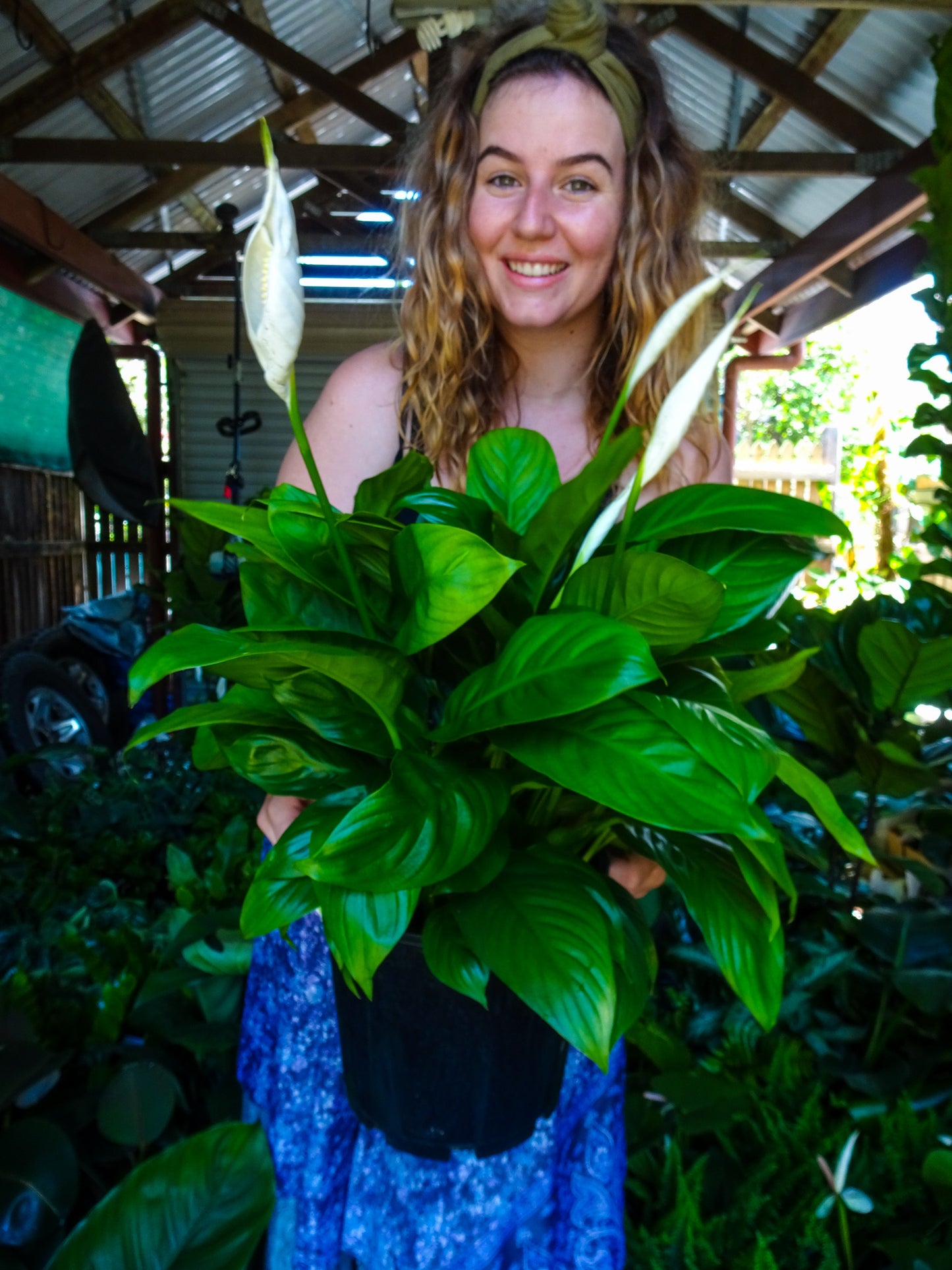 Spathiphyllum Mojo