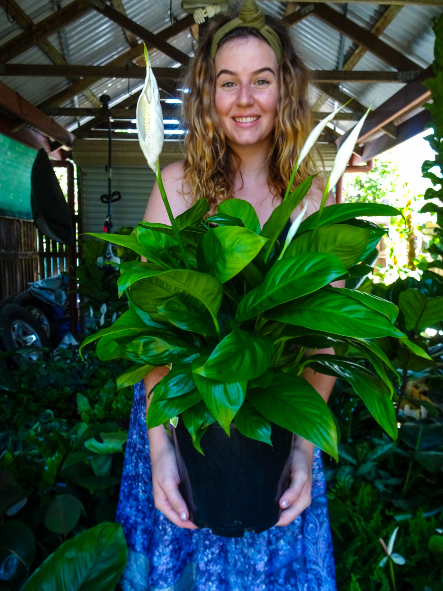 Spathiphyllum Mojo
