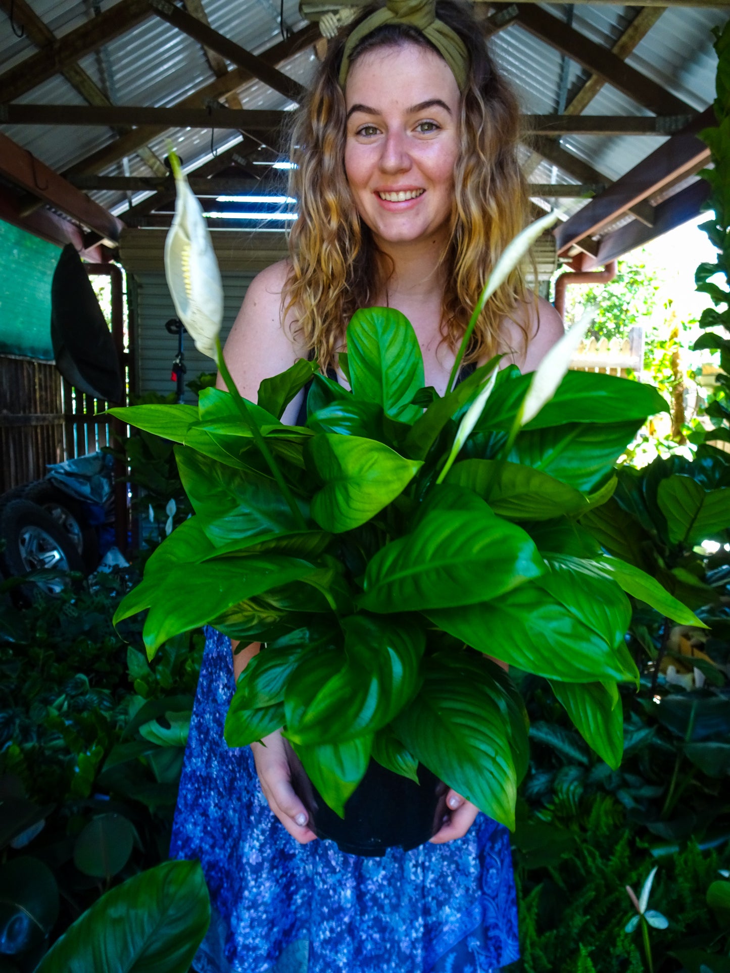 Spathiphyllum Mojo