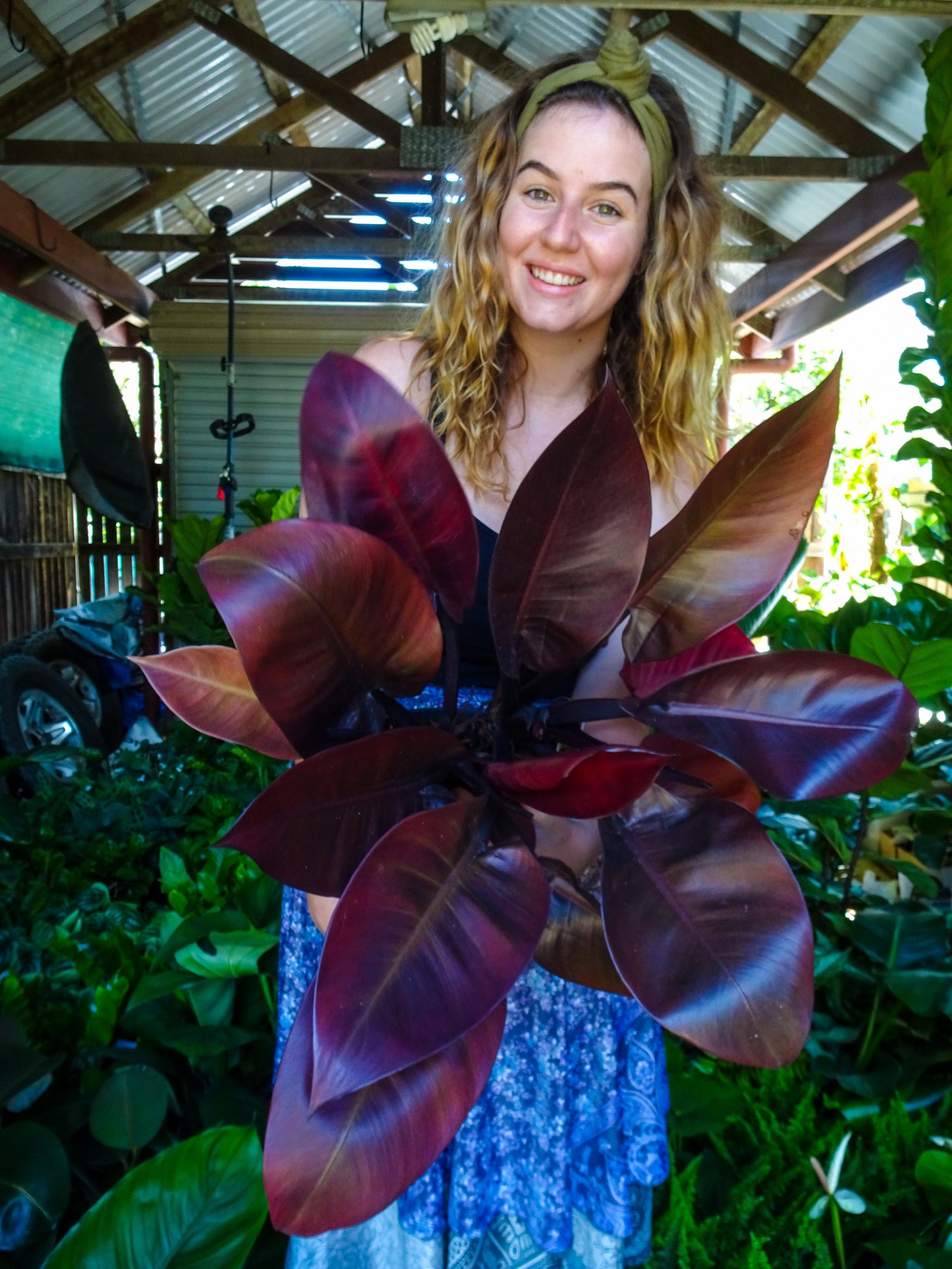 Philodendron Black Cardinal