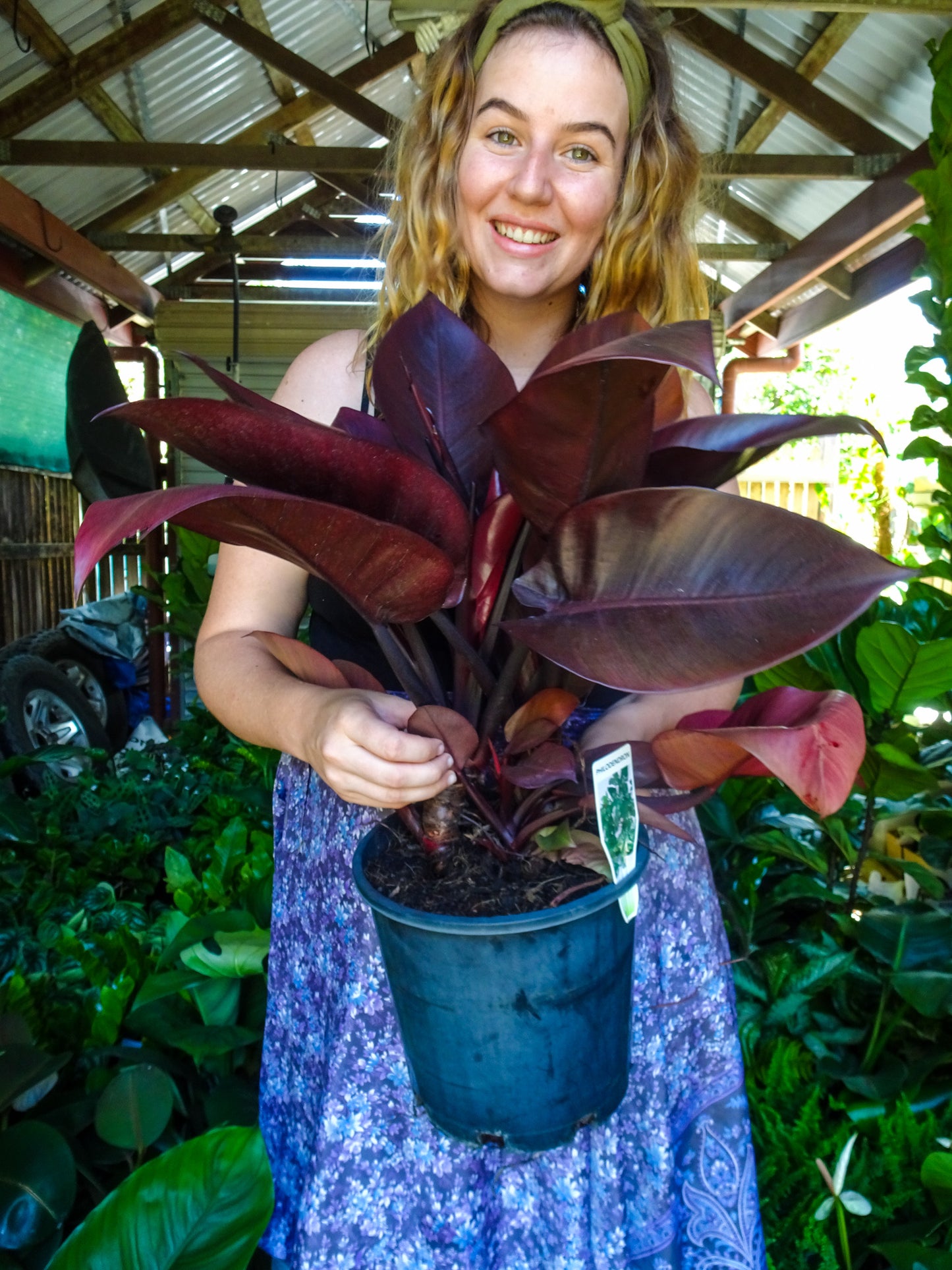 Philodendron Black Cardinal