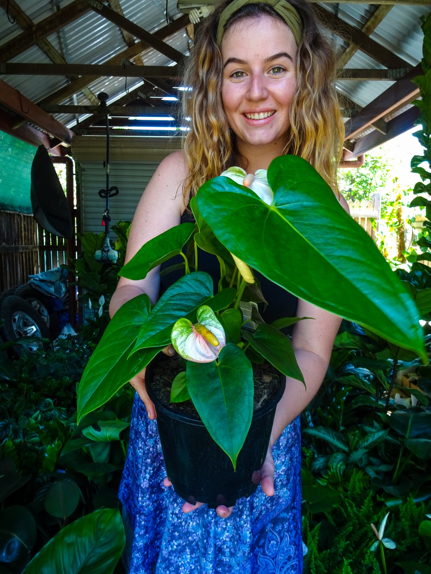 Anthurium White Dove