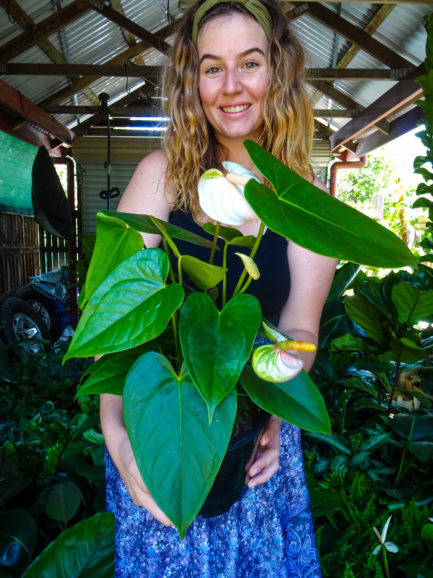 Anthurium White Dove