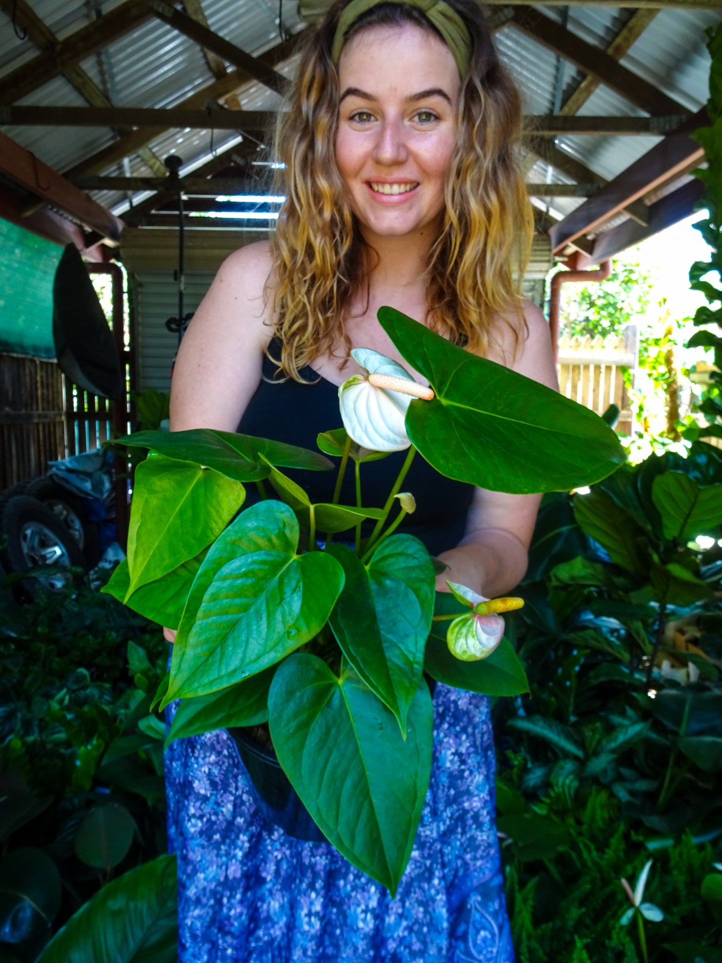 Anthurium White Dove