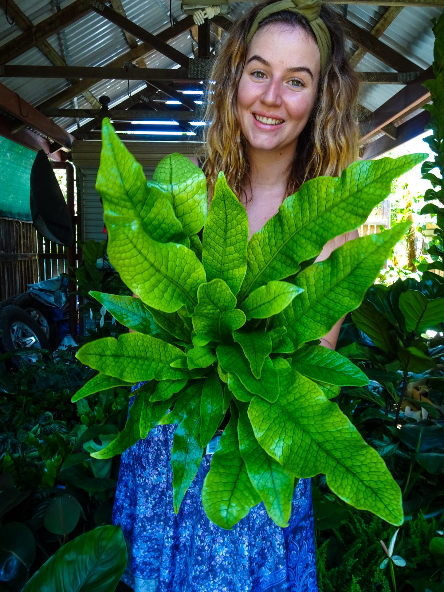 Crocodile Fern