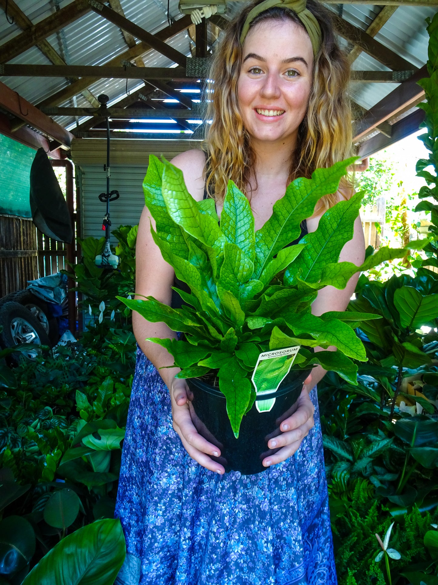 Crocodile Fern