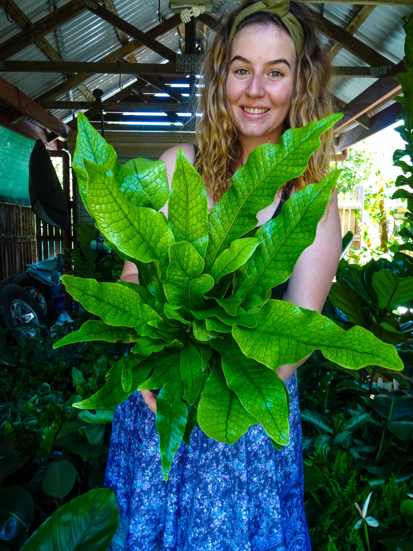 Crocodile Fern