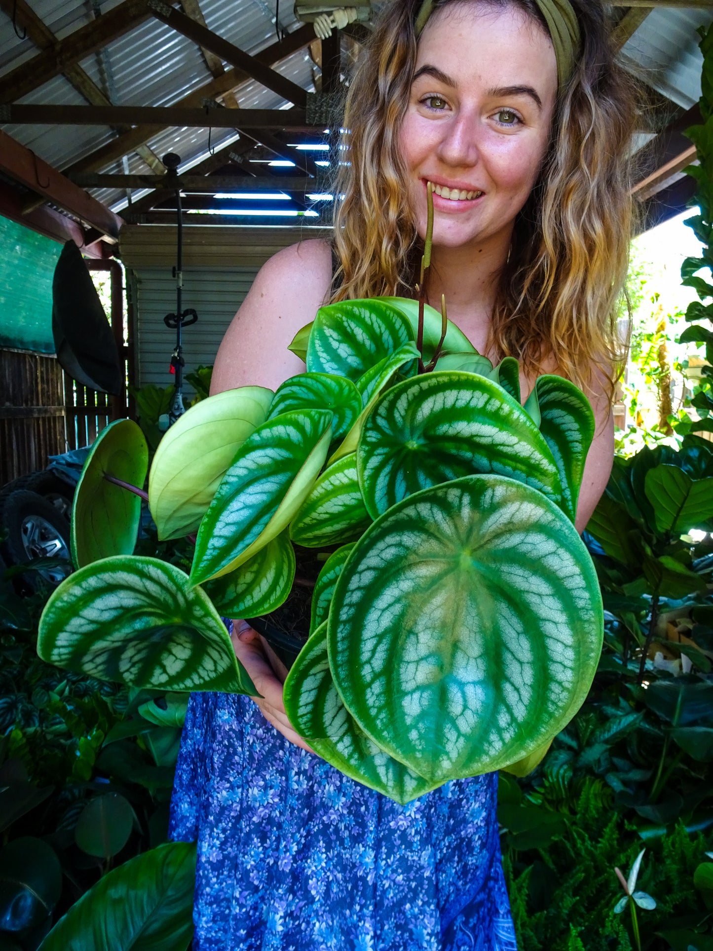 Watermelon Peperomia