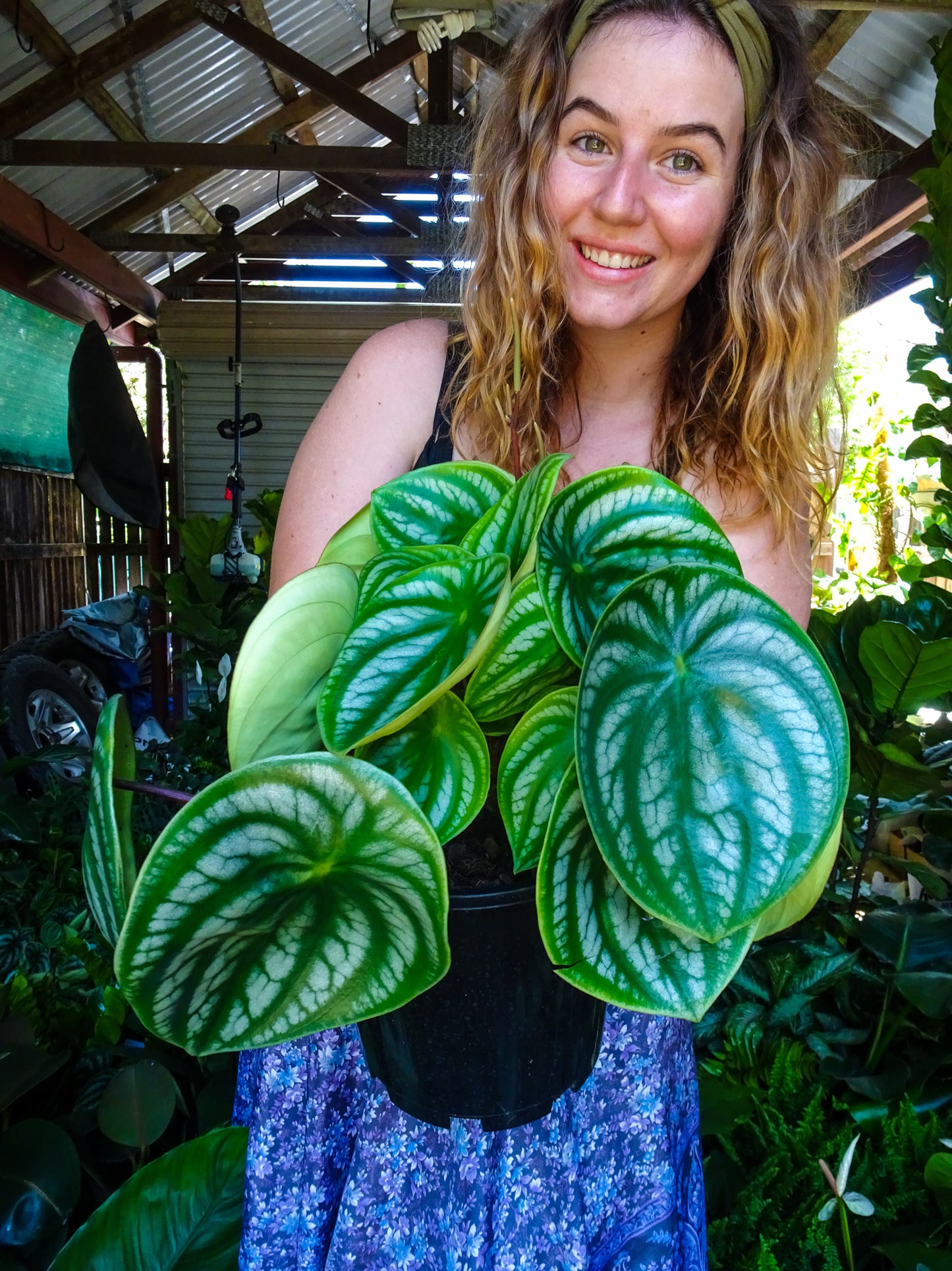 Watermelon Peperomia