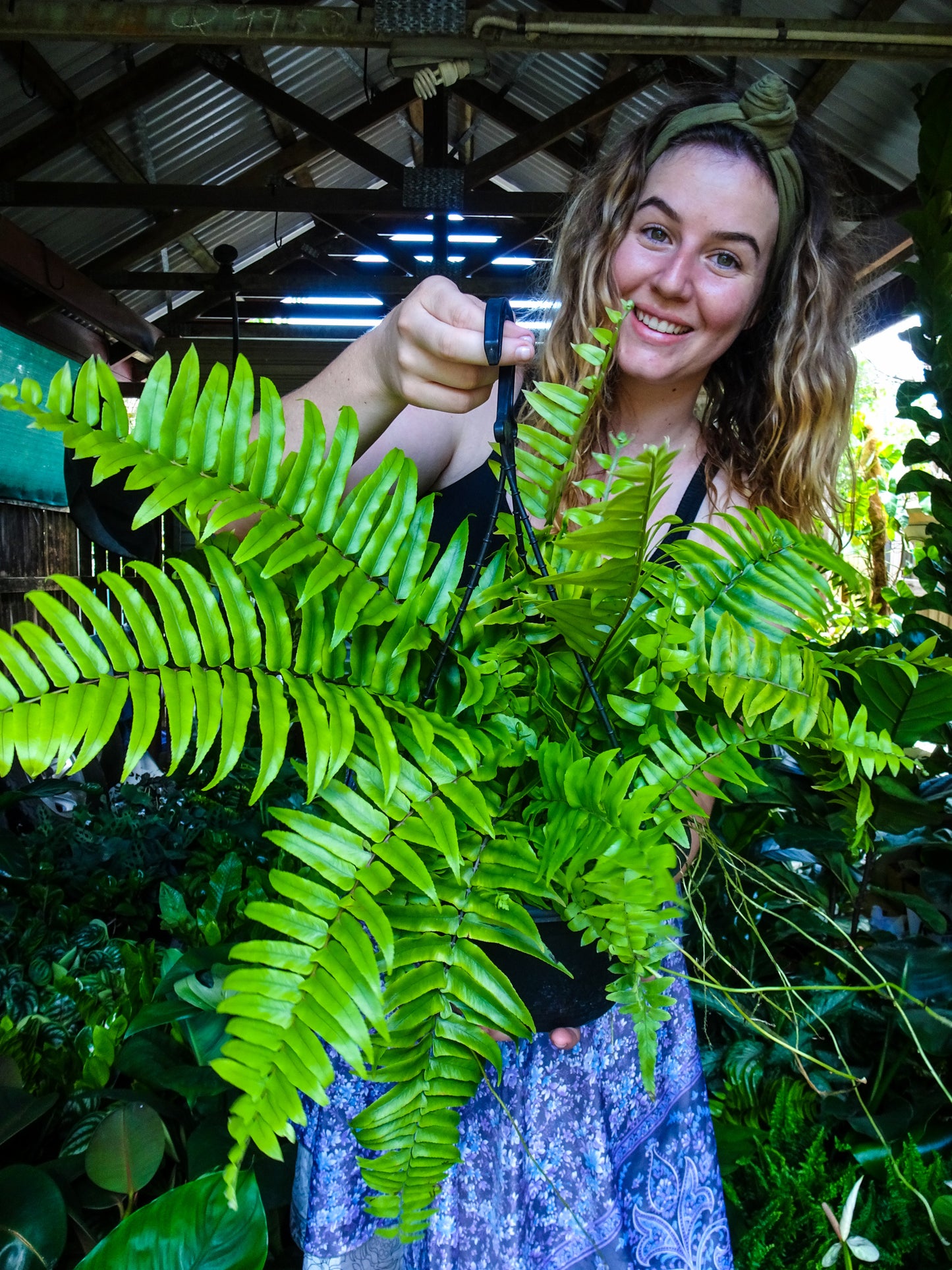 Montana Fern Hanging Basket