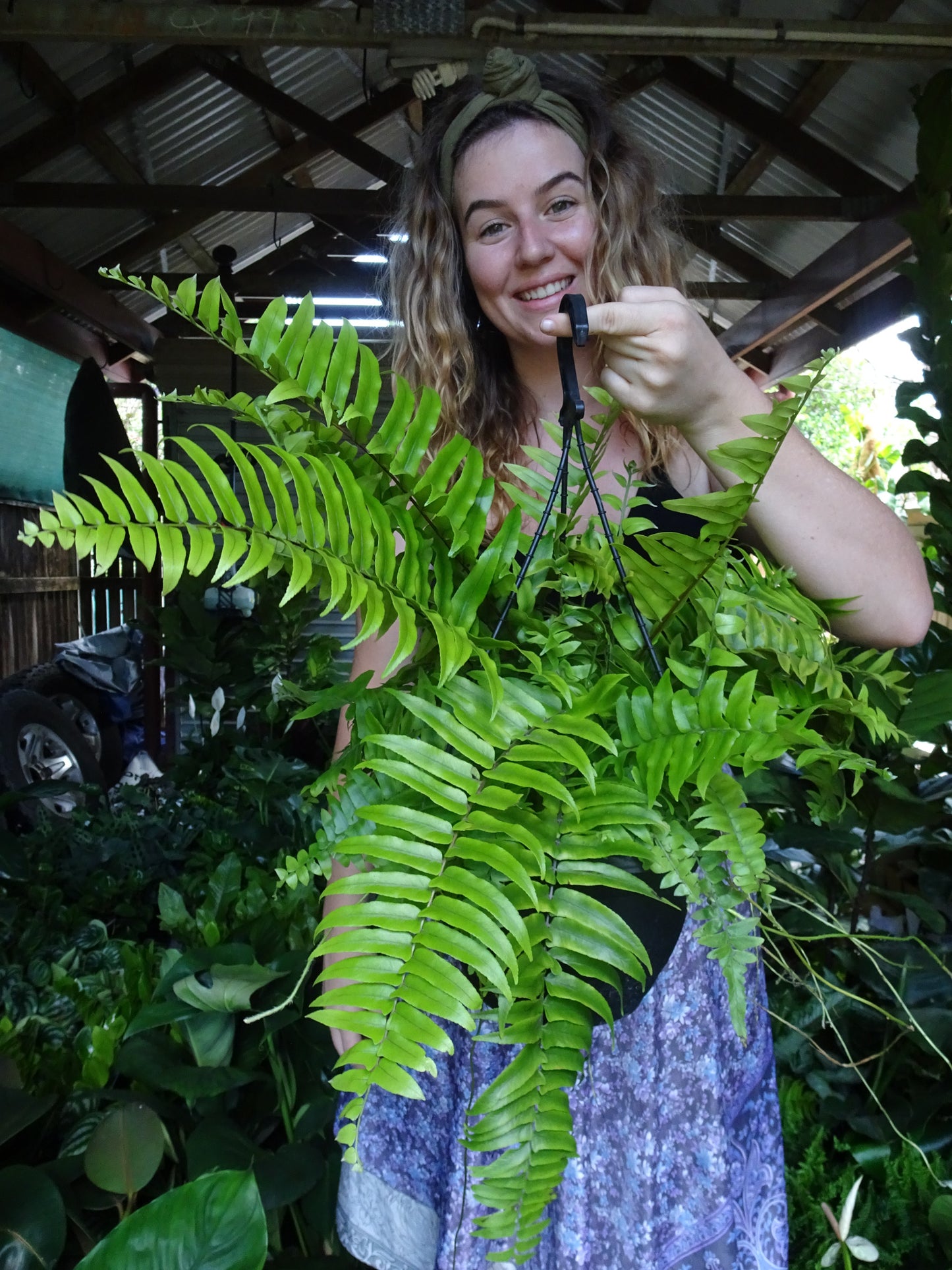 Montana Fern Hanging Basket