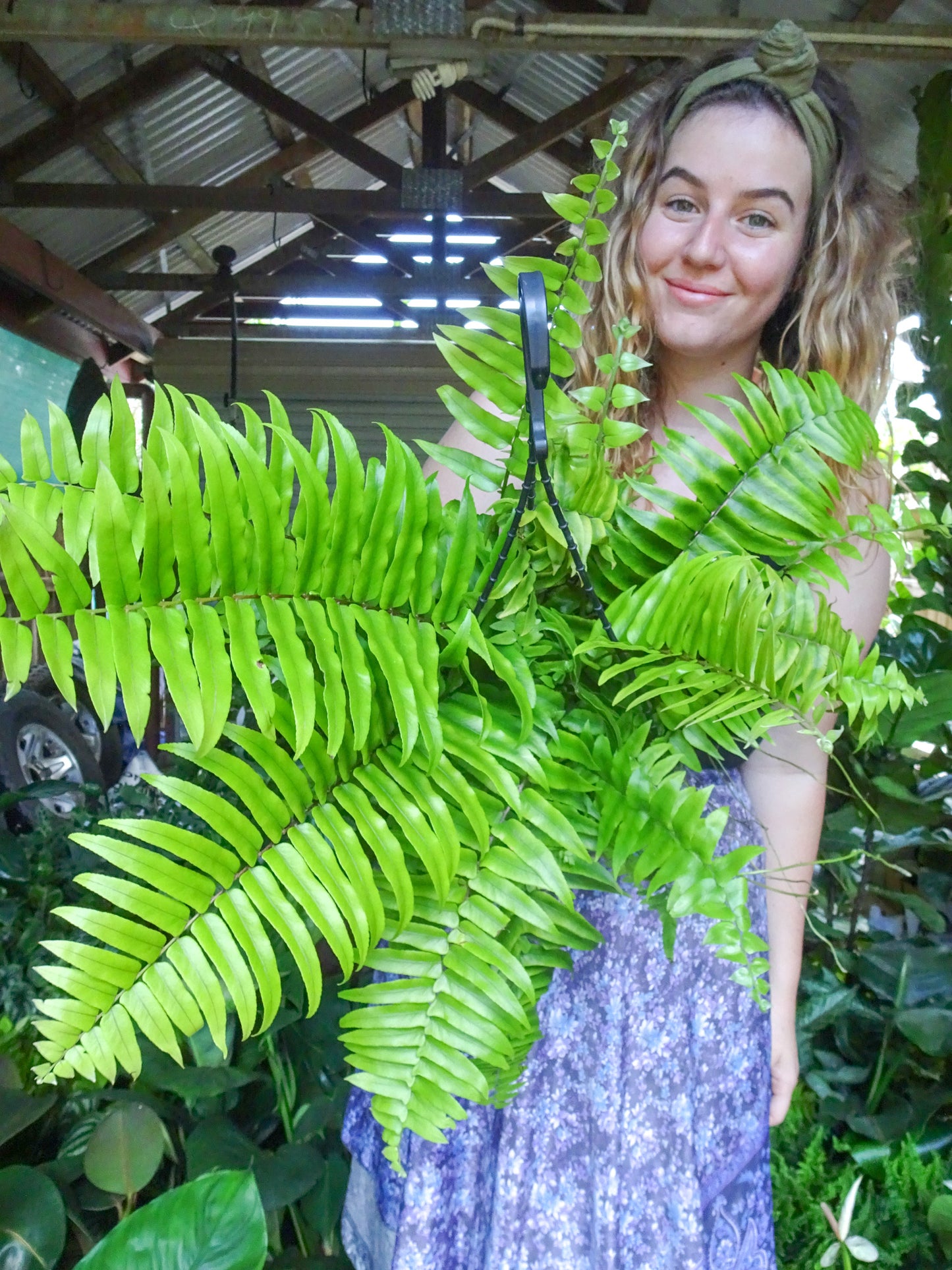 Montana Fern Hanging Basket