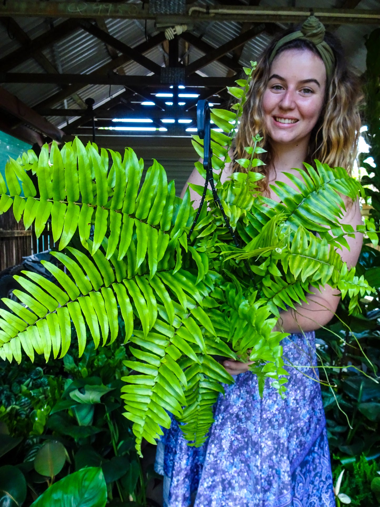 Montana Fern Hanging Basket