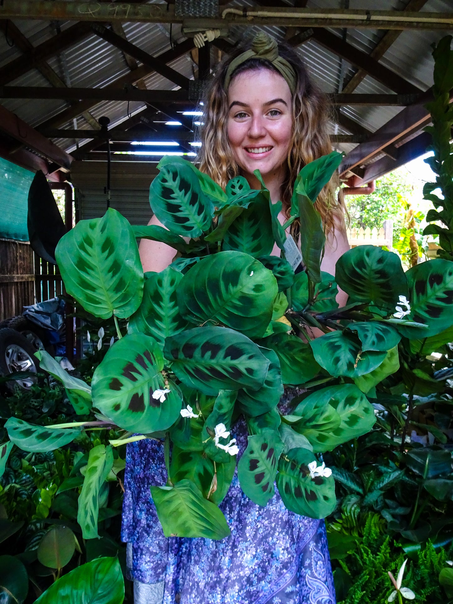 Green Maranta