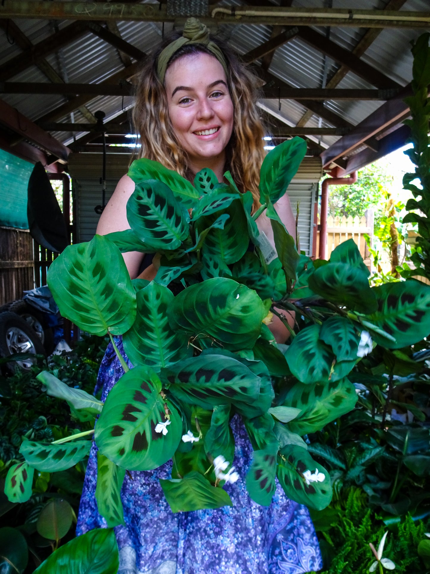 Green Maranta