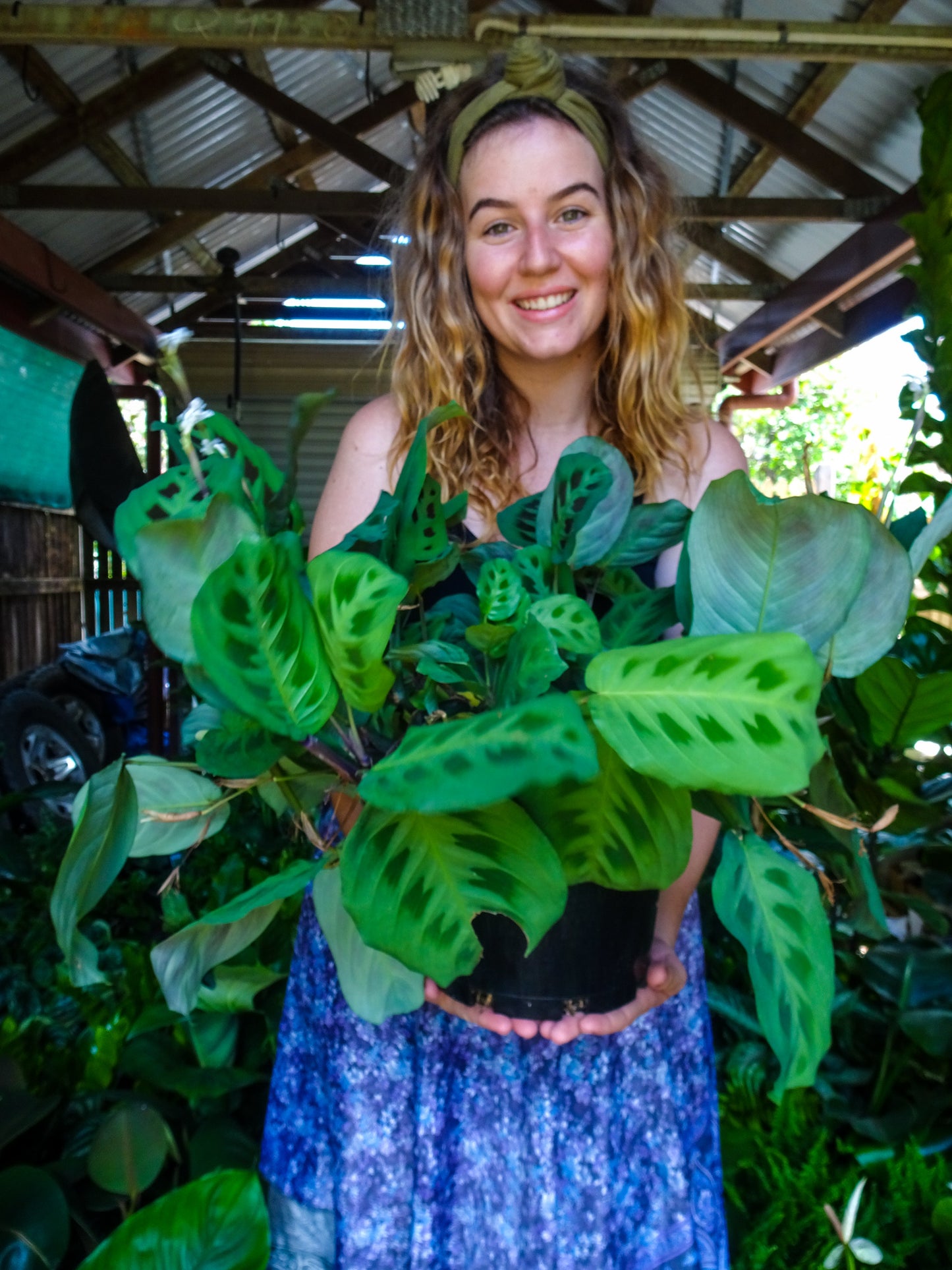 Green Maranta