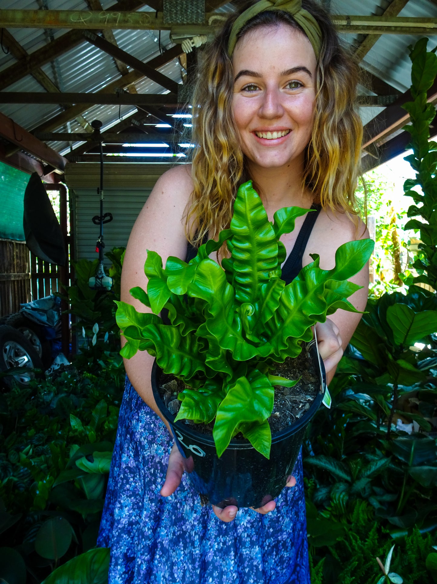 Crispy Wave Fern