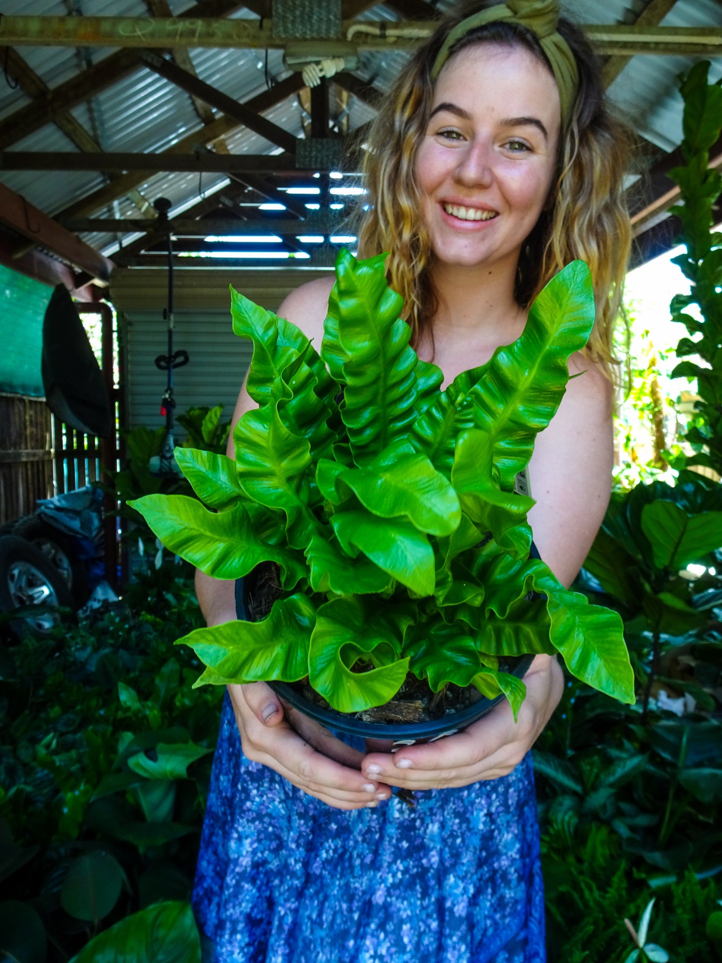 Crispy Wave Fern