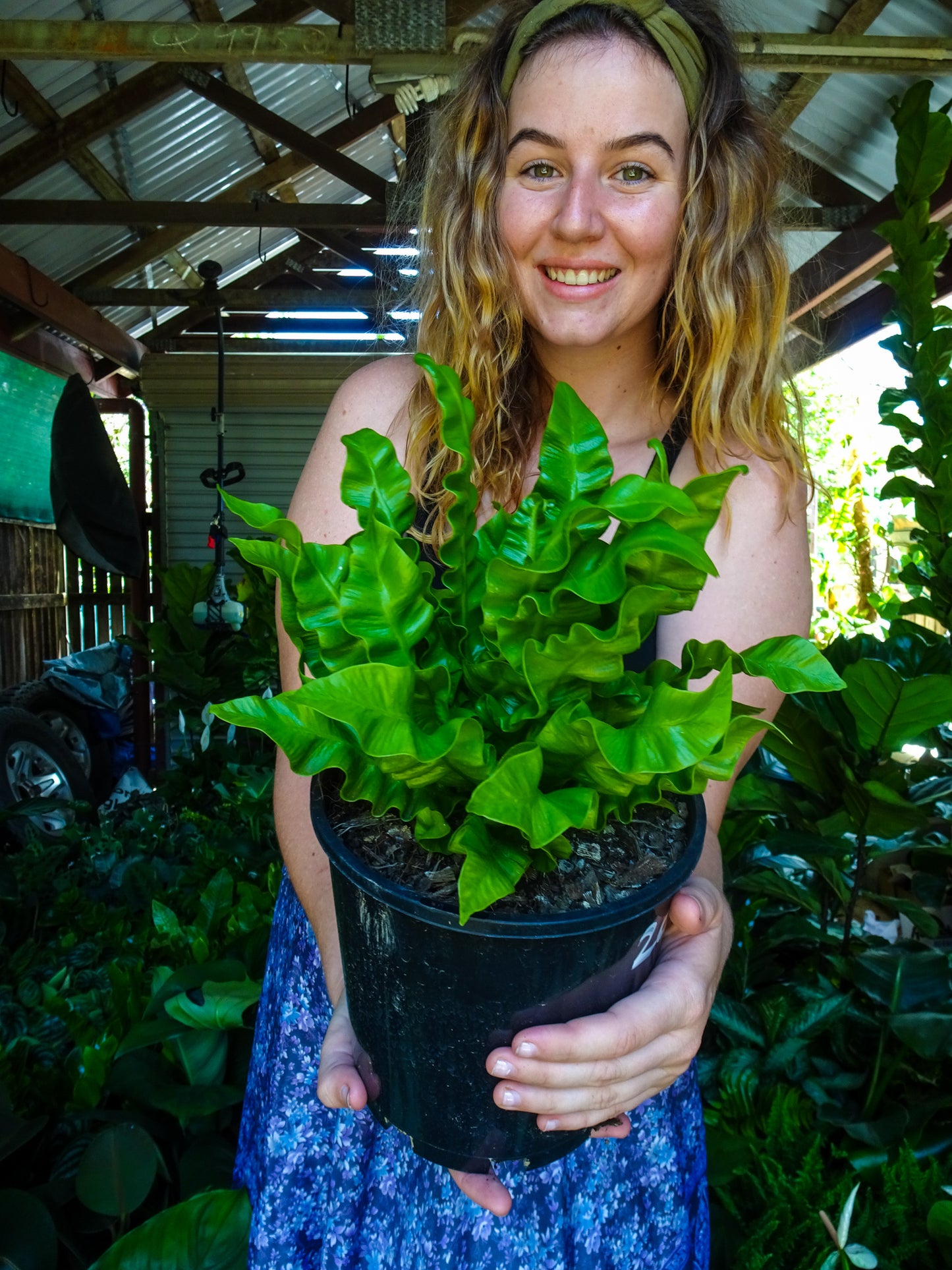 Crispy Wave Fern