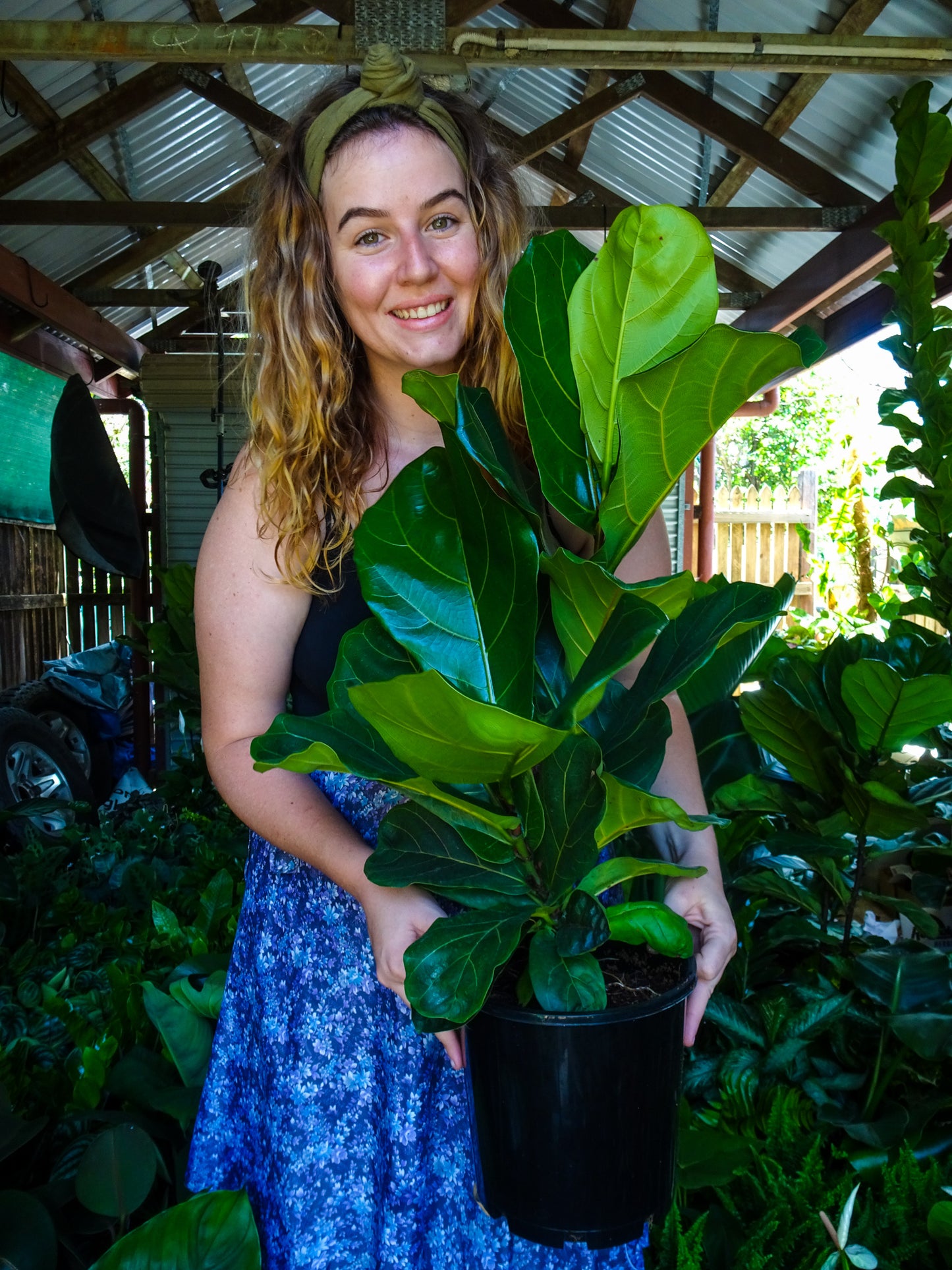 Fiddle Leaf Fig
