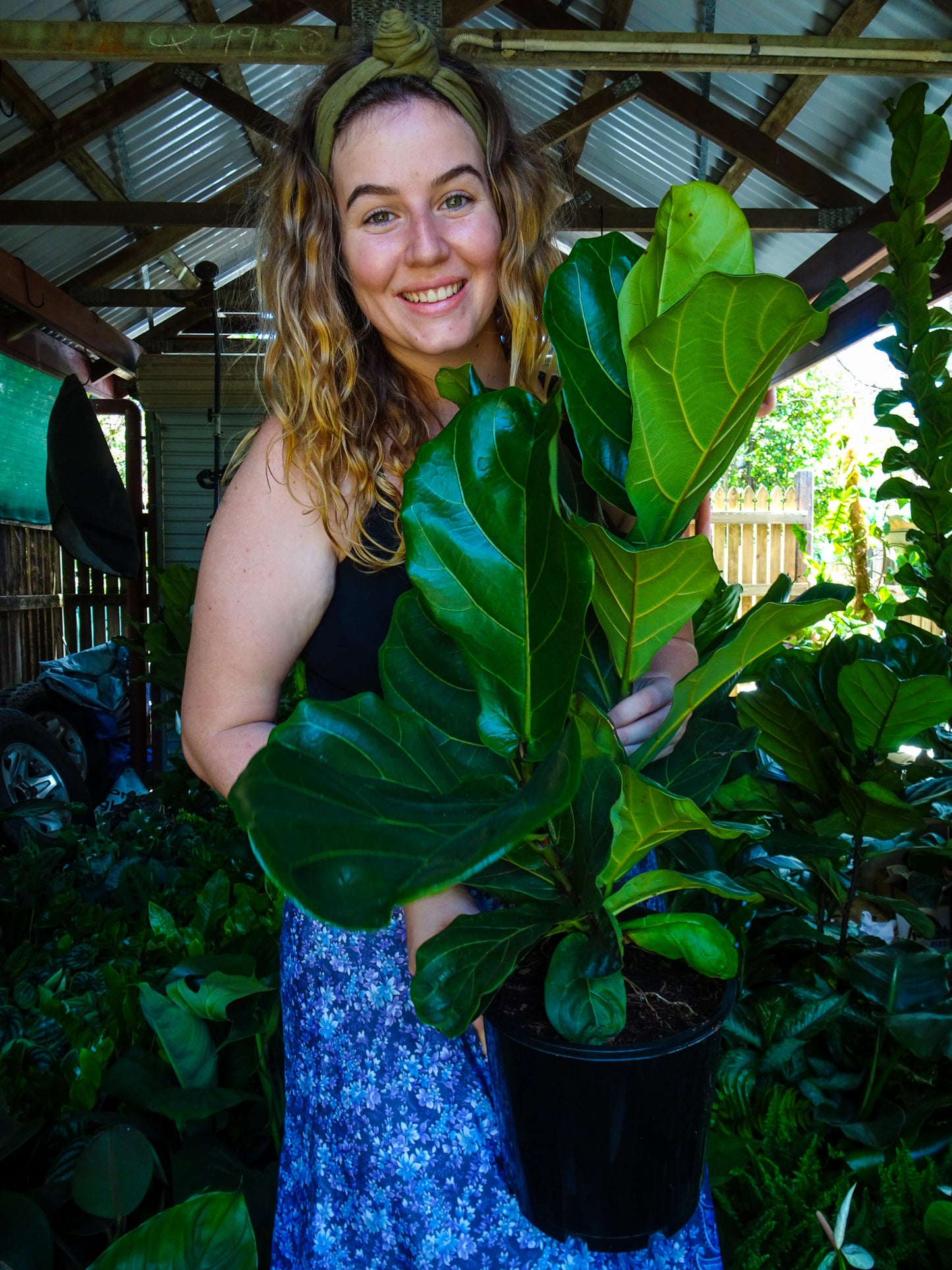 Fiddle Leaf Fig
