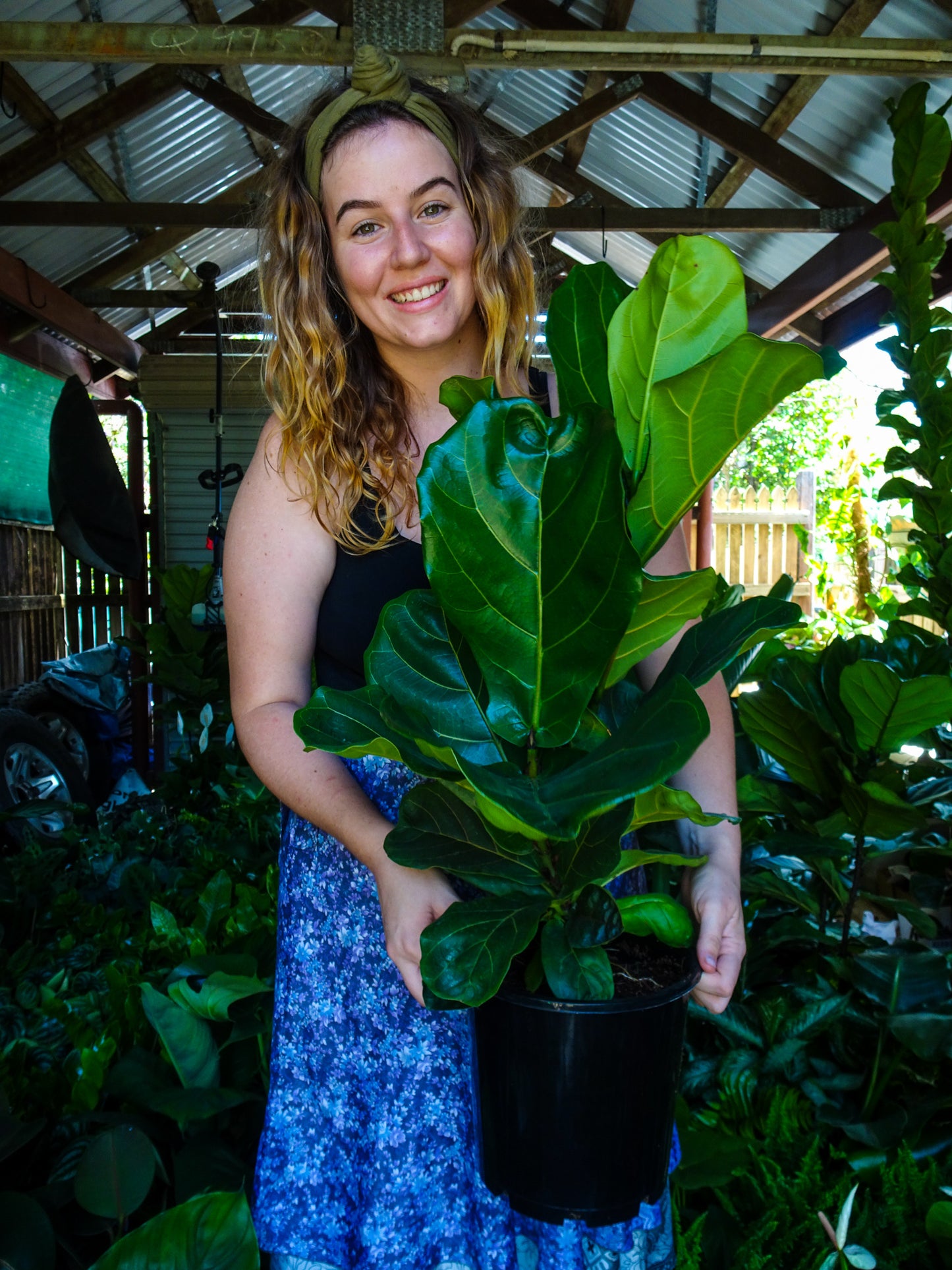 Fiddle Leaf Fig