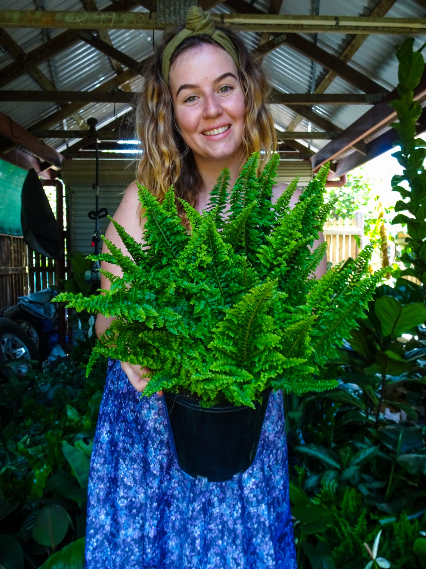 Fluffy Ruffles Fern