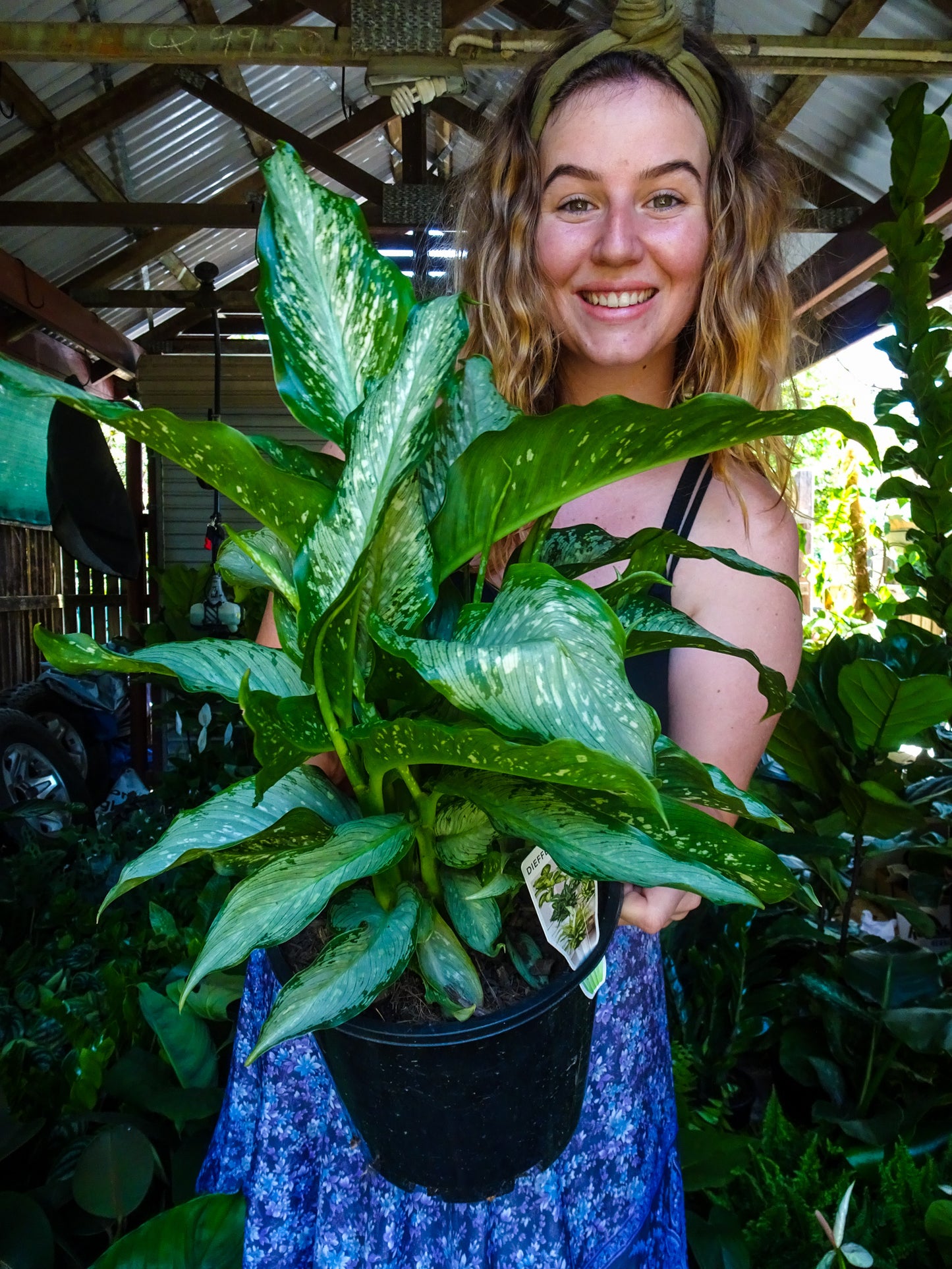 Dieffenbachia Tiki