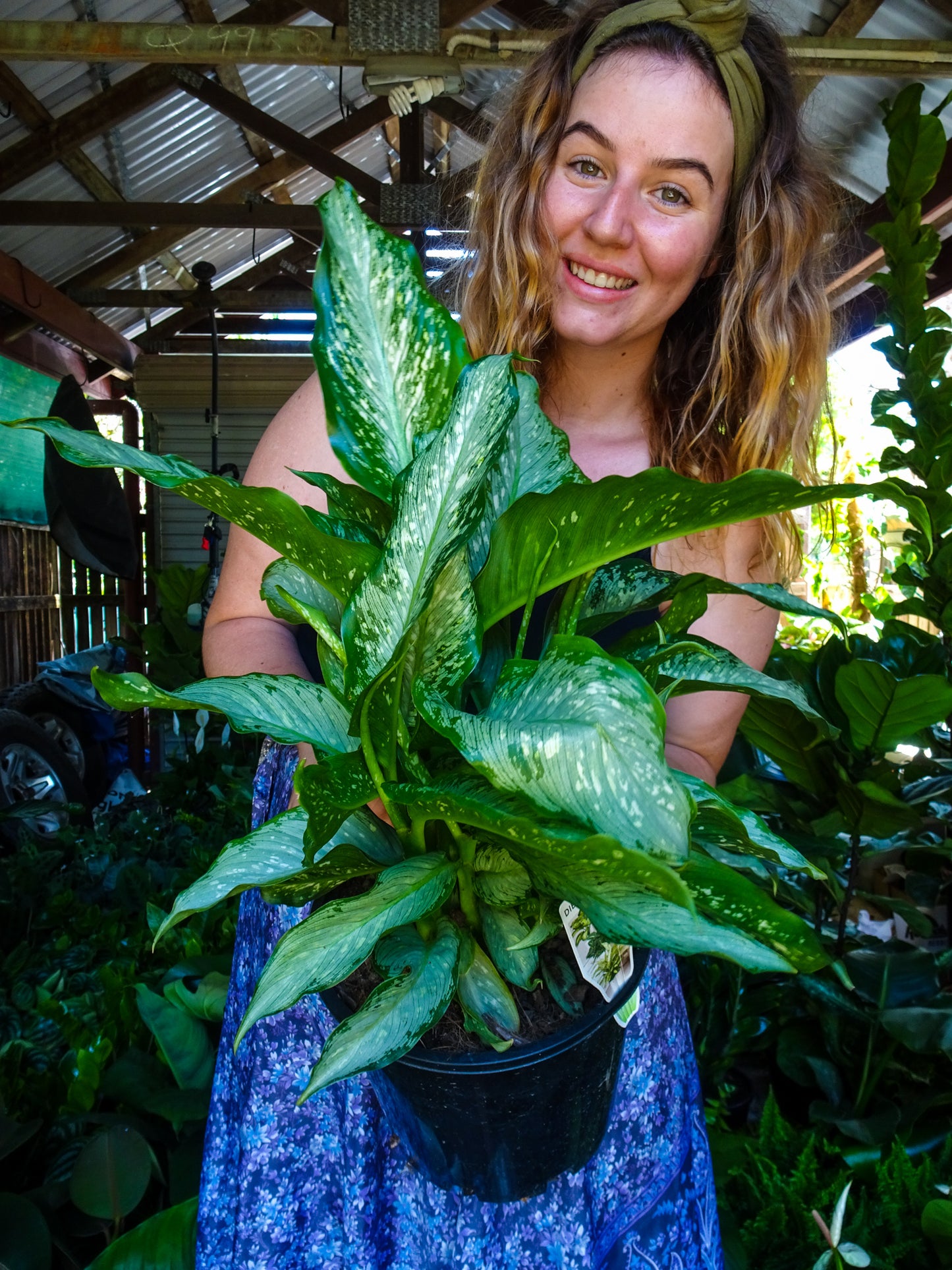 Dieffenbachia Tiki