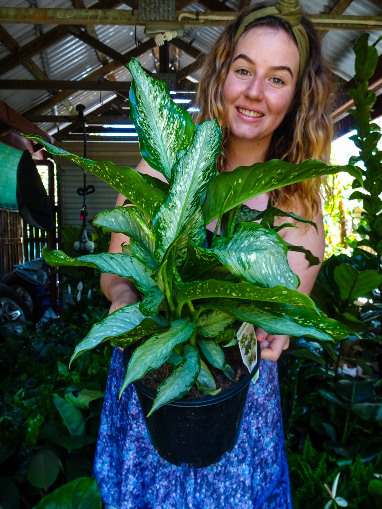 Dieffenbachia Tiki