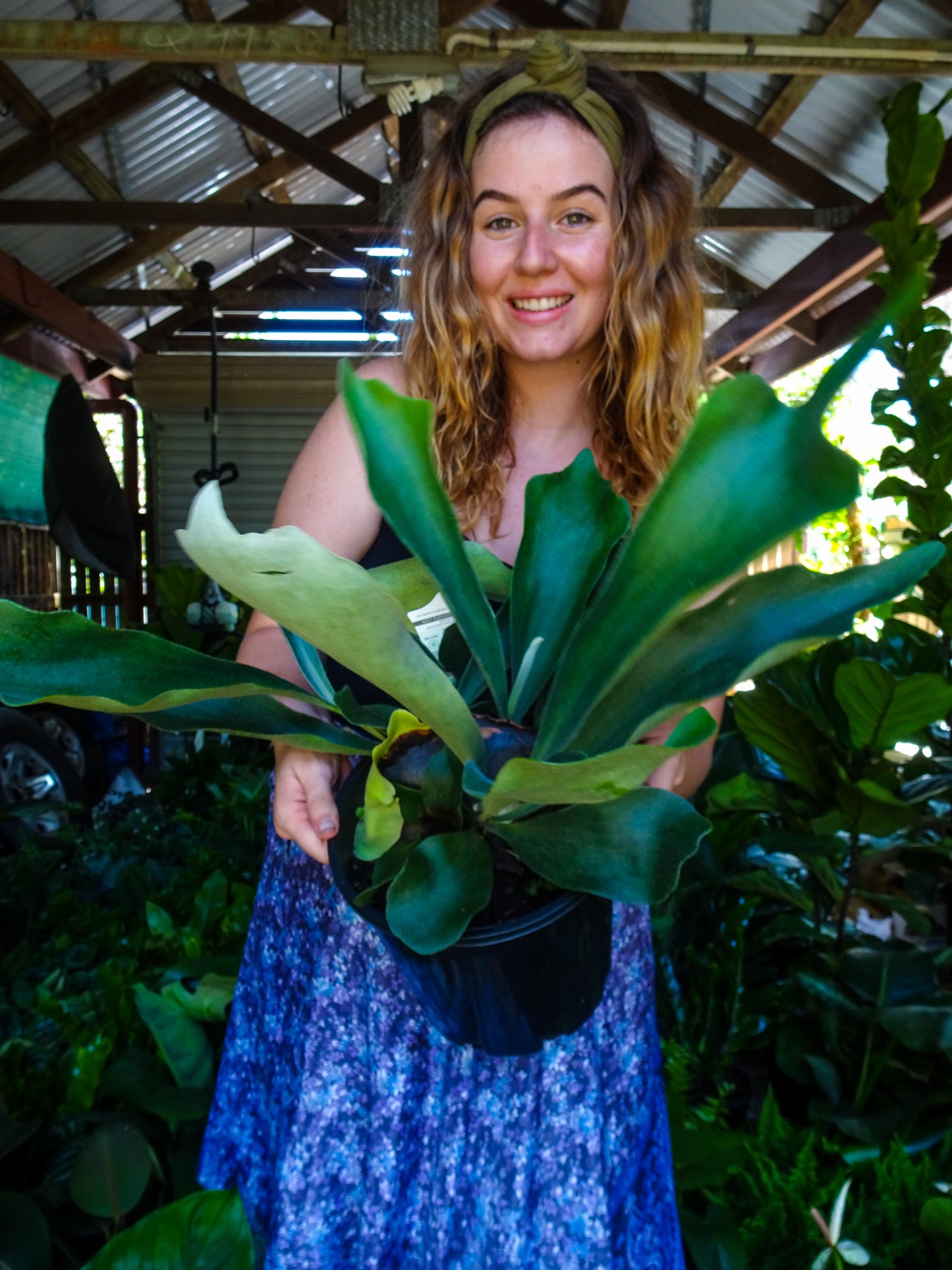Elkhorn Fern