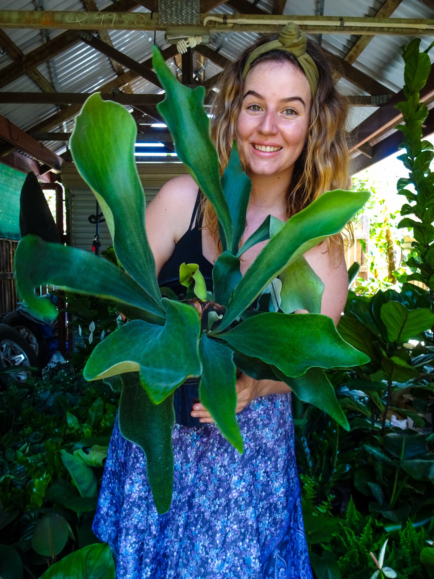 Elkhorn Fern