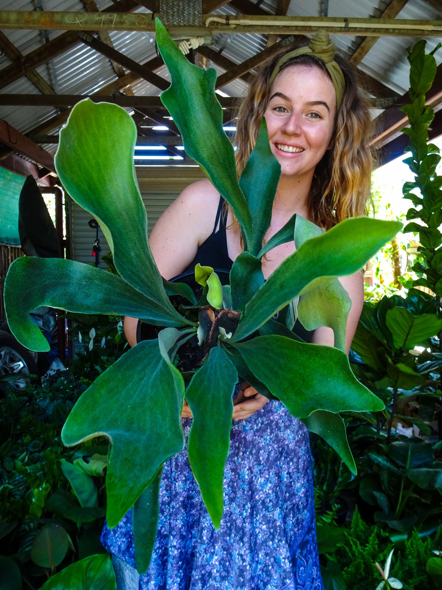 Elkhorn Fern