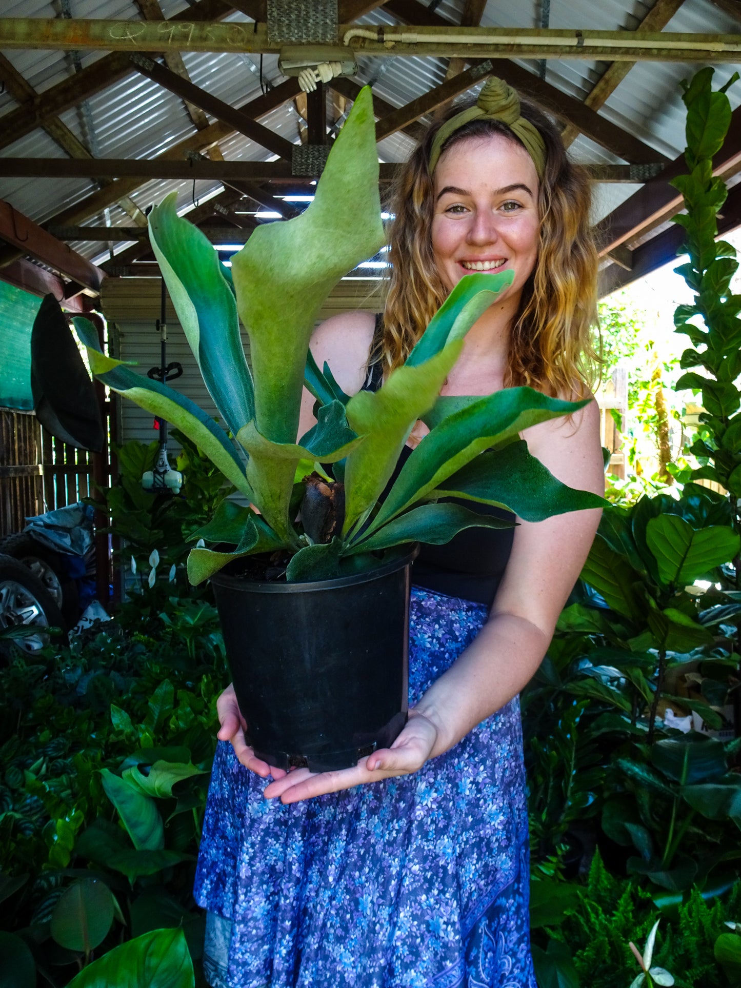 Elkhorn Fern