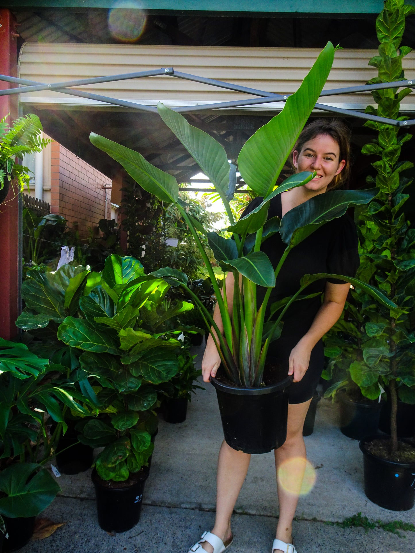 Strelitzia Nicolai (Giant Bird of Paradise)