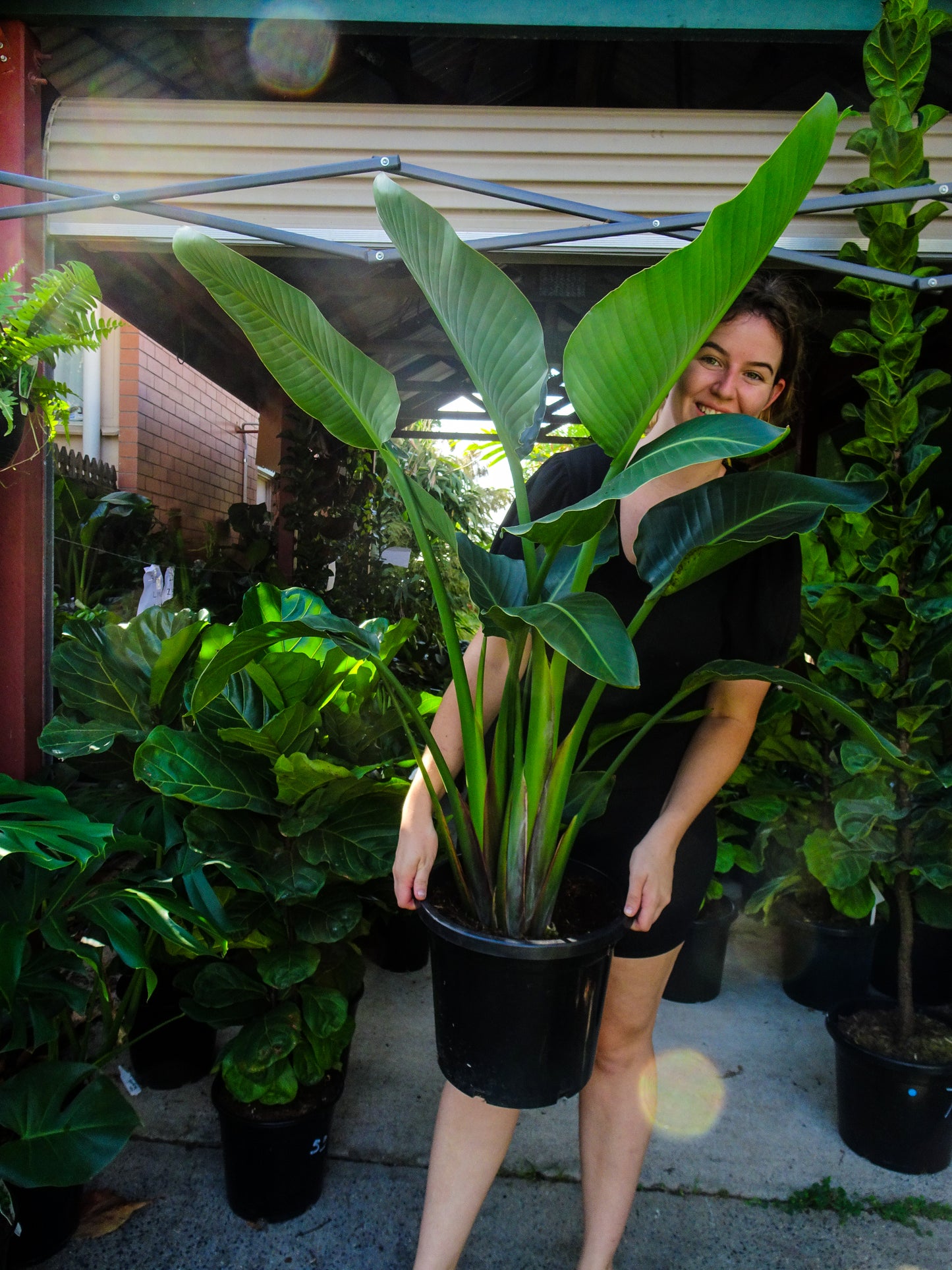 Strelitzia Nicolai (Giant Bird of Paradise)