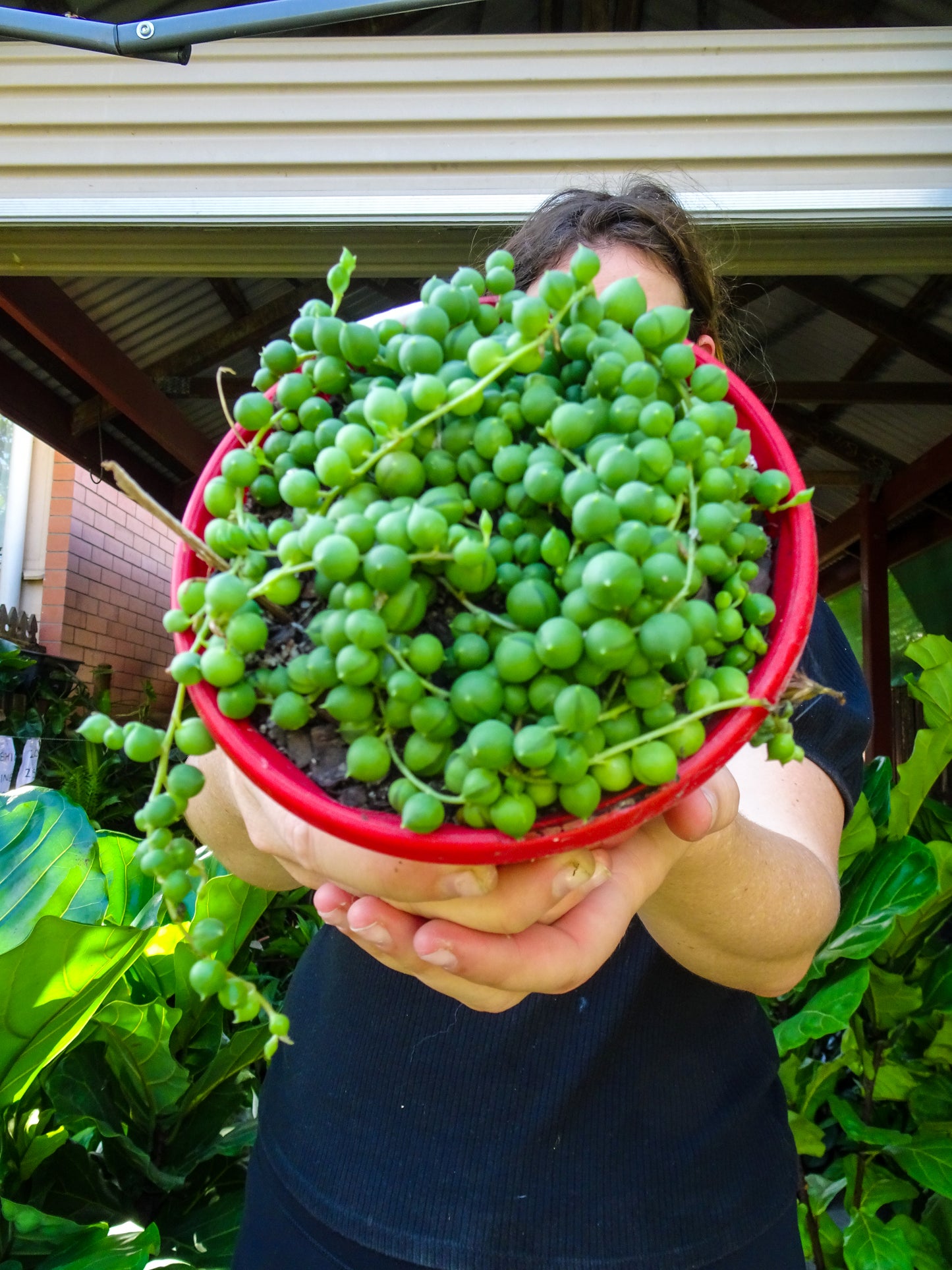 String of Pearls