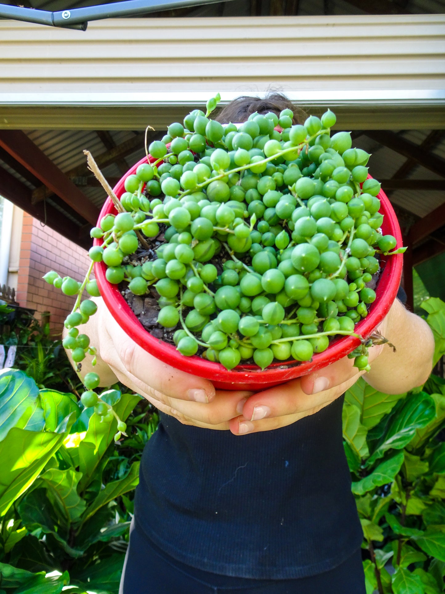 String of Pearls