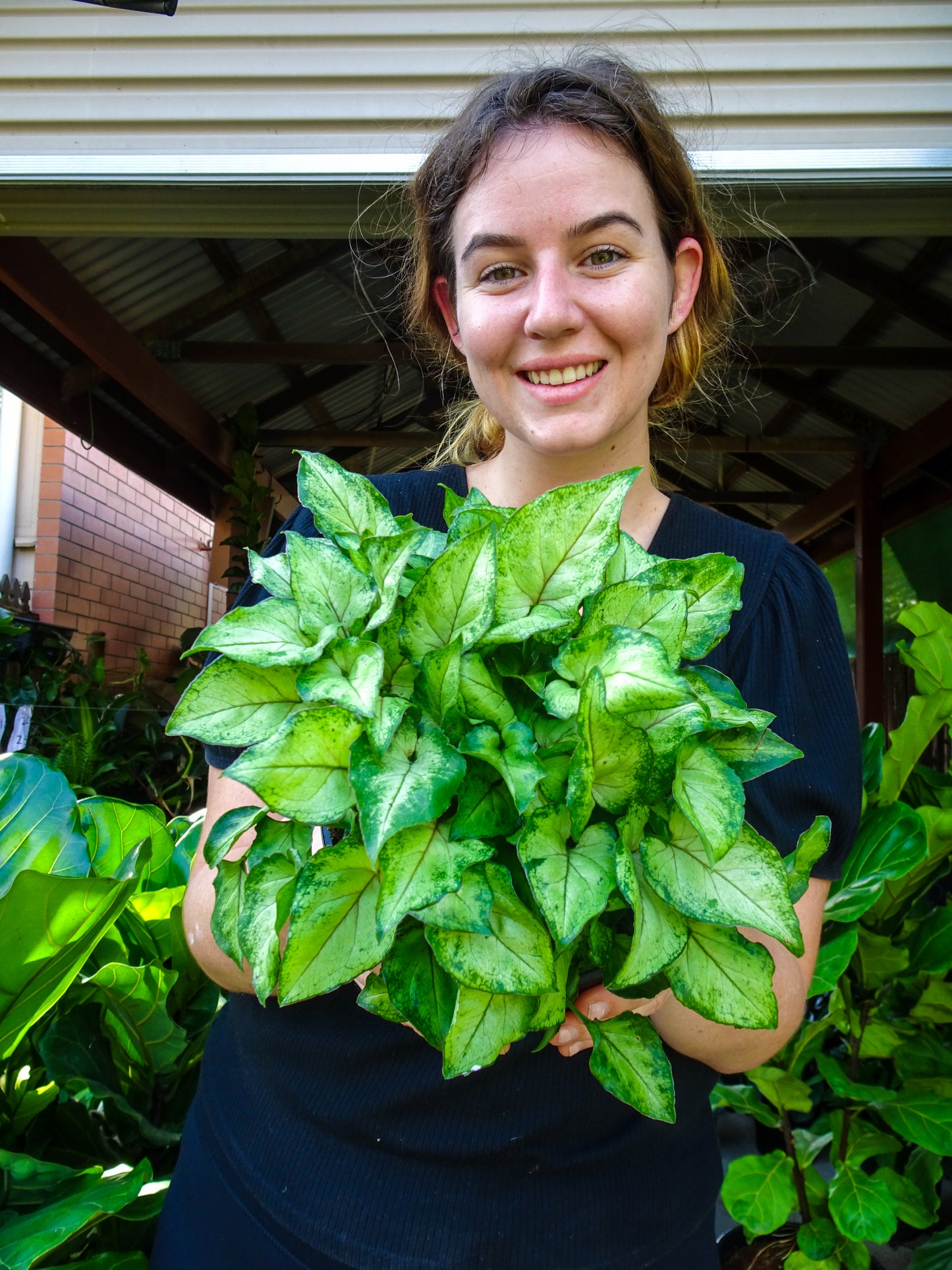 Syngonium Yami Red